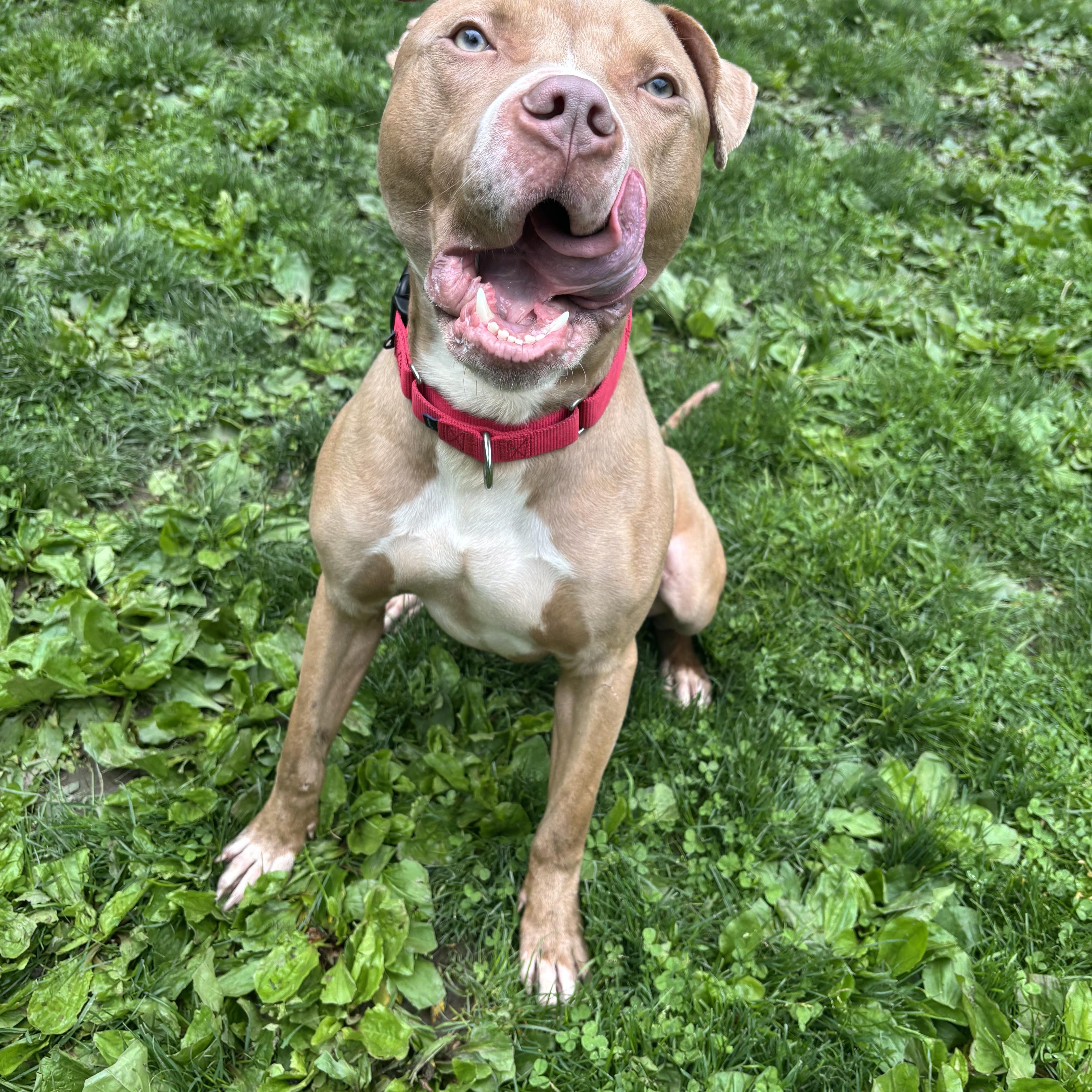 Enlarge Daytona, a ADOPTABLE mixed breed in White Oak, PA image 6/6