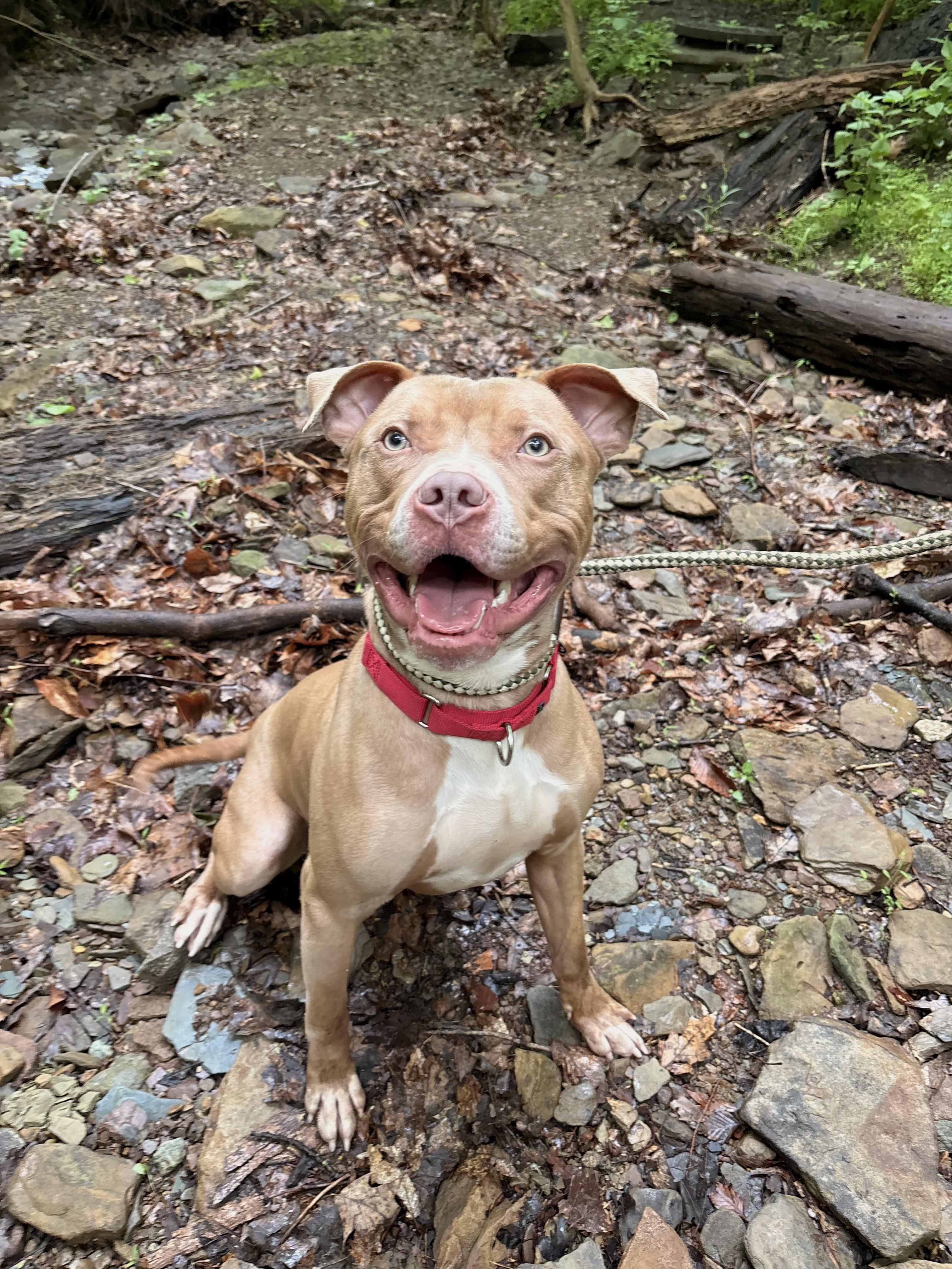 Enlarge Daytona, a ADOPTABLE mixed breed in White Oak, PA image 3/6