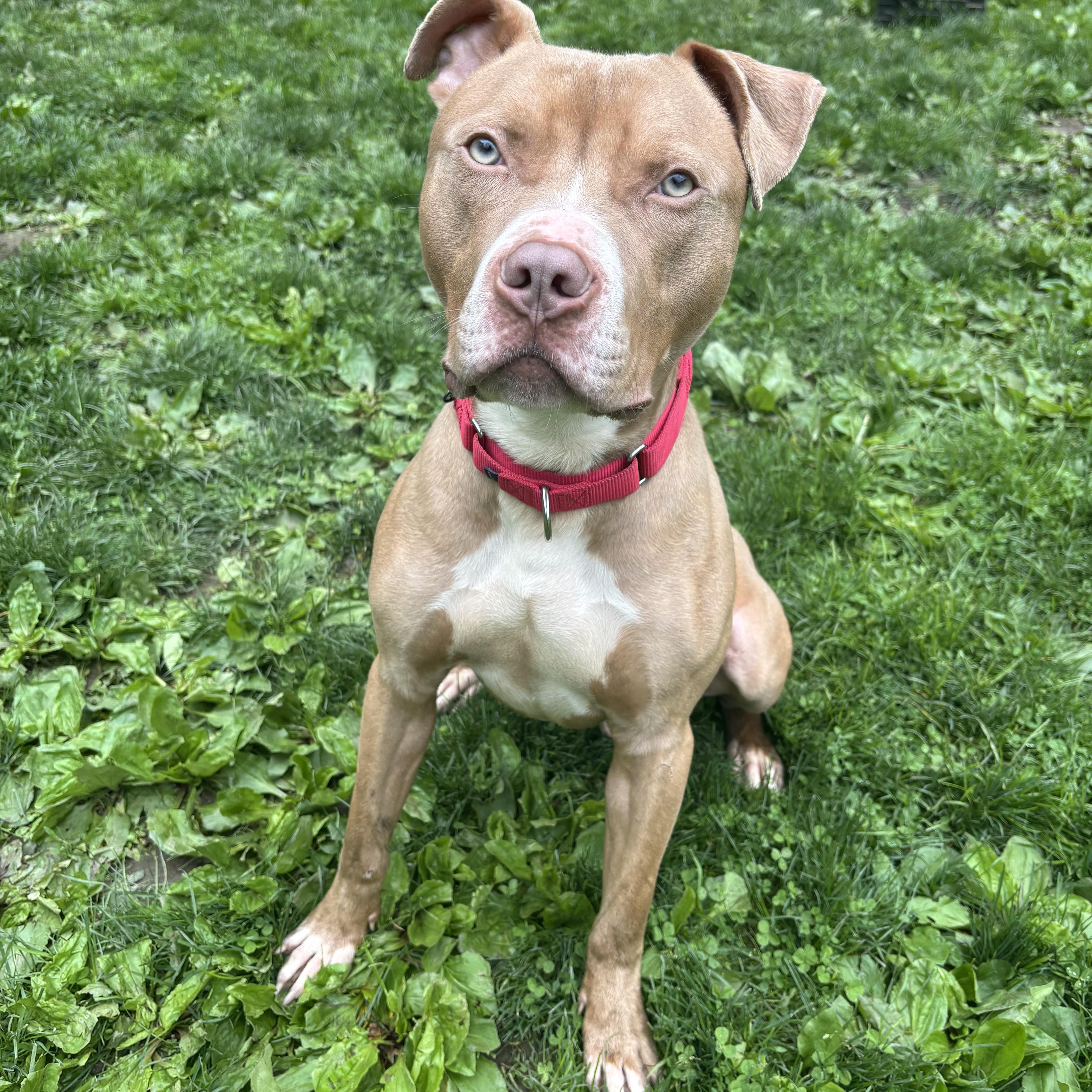 Enlarge Daytona, a ADOPTABLE mixed breed in White Oak, PA image 4/6