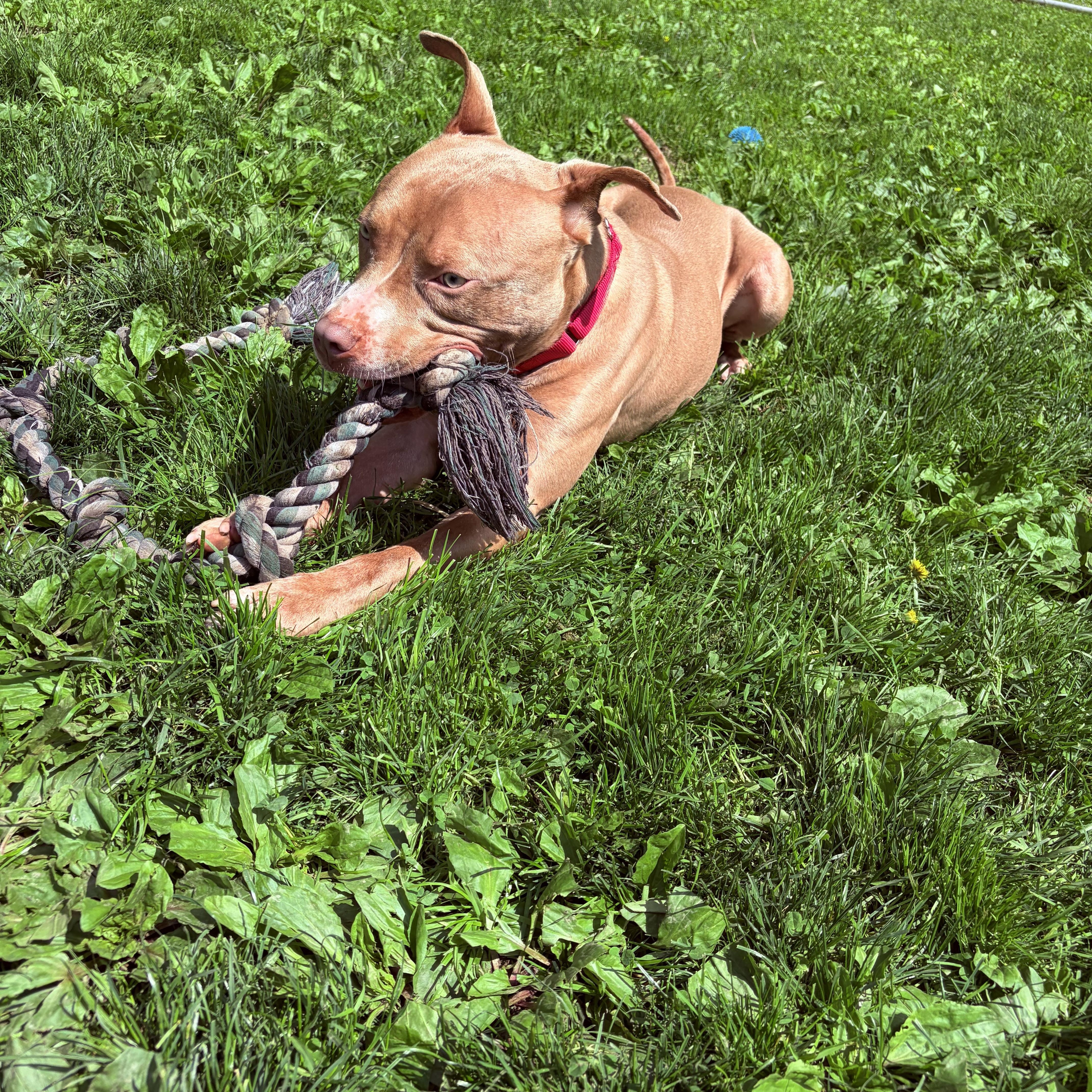 Enlarge Daytona, a ADOPTABLE mixed breed in White Oak, PA image 5/6