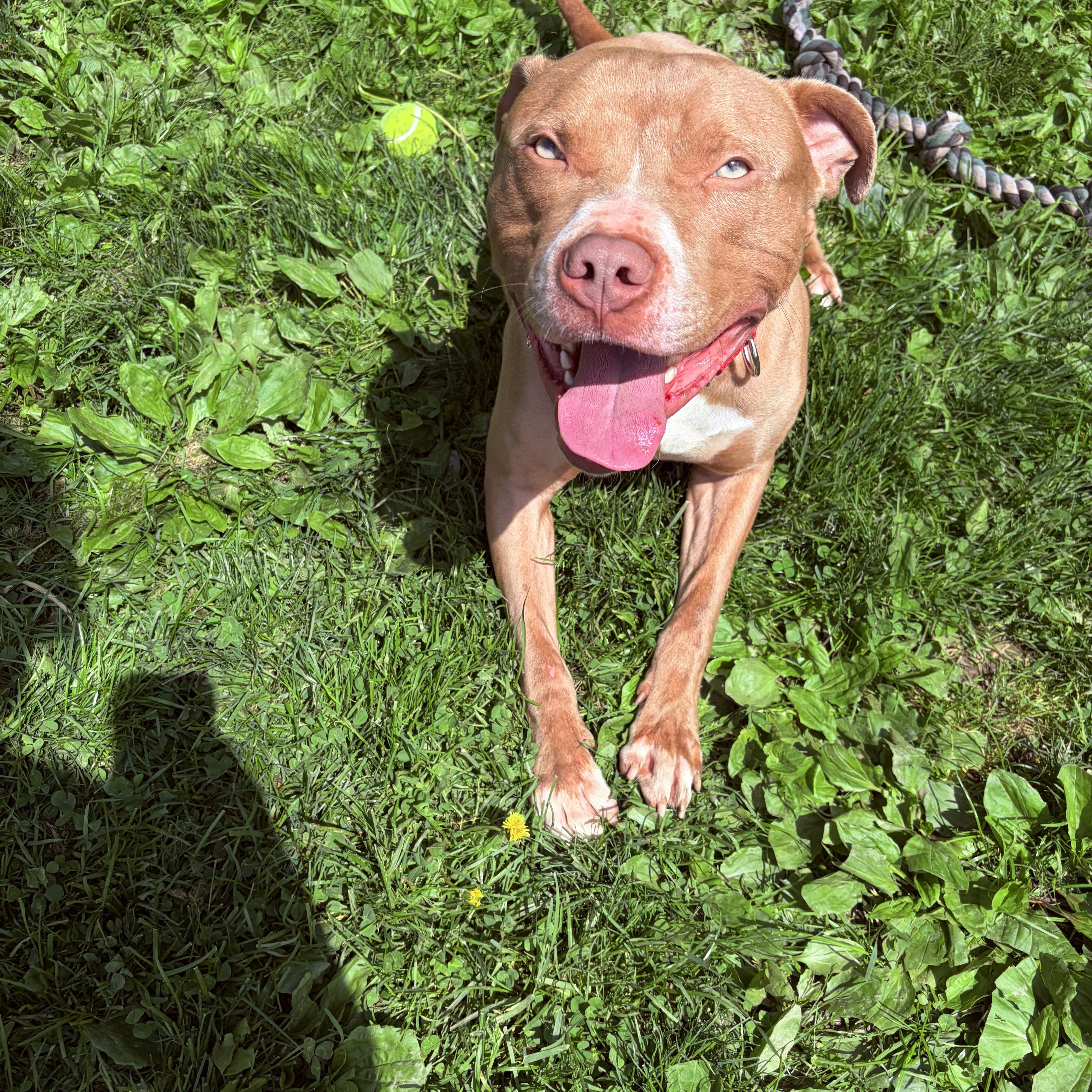 Enlarge Daytona, a ADOPTABLE mixed breed in White Oak, PA image 3/6