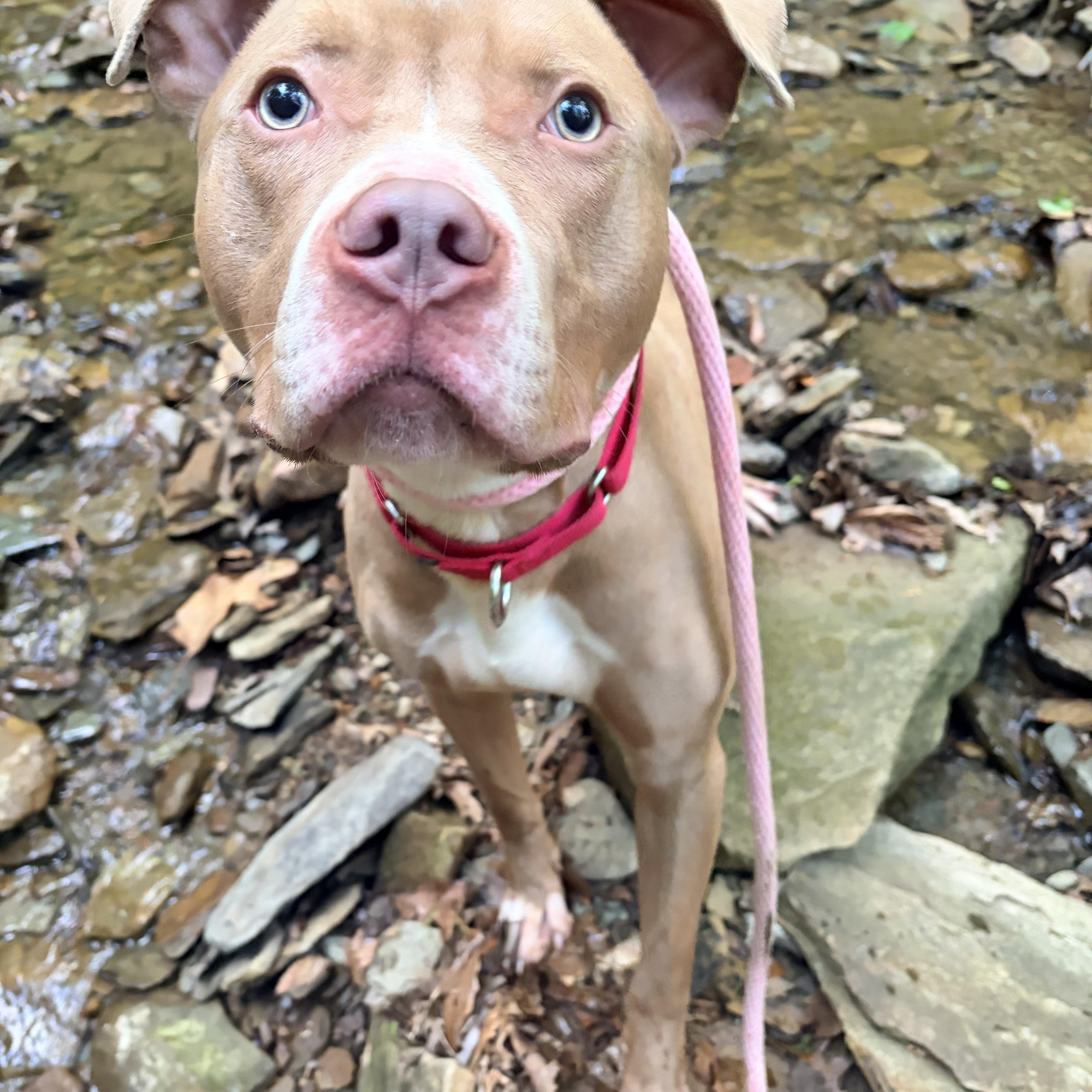 Enlarge Daytona, a ADOPTABLE mixed breed in White Oak, PA image 2/6