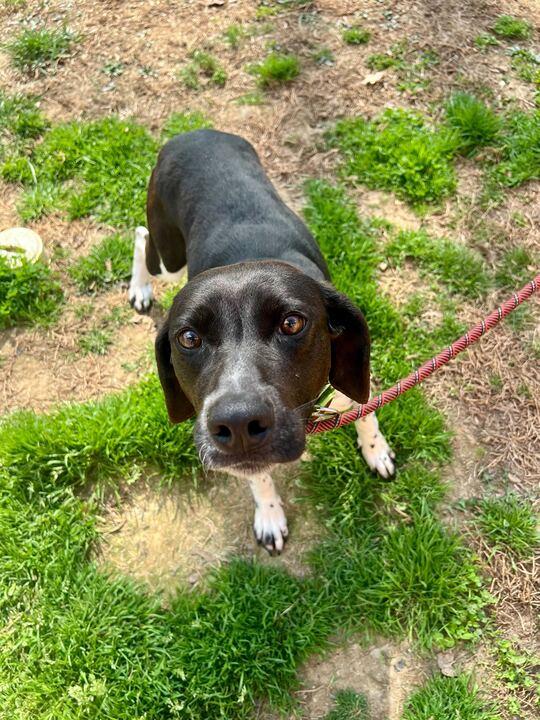 Enlarge Medora, a ADOPTABLE mixed breed in Maidens, VA image 3/5