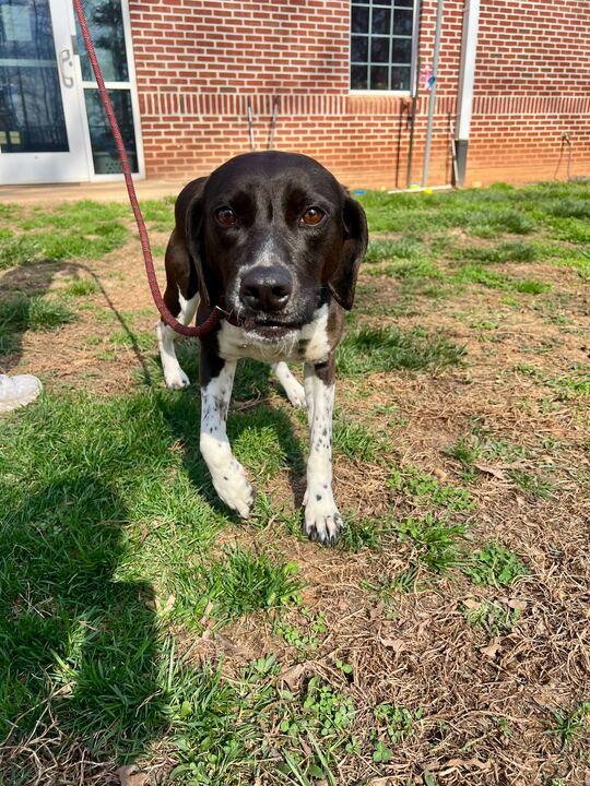 Enlarge Medora, a ADOPTABLE mixed breed in Maidens, VA image 2/5