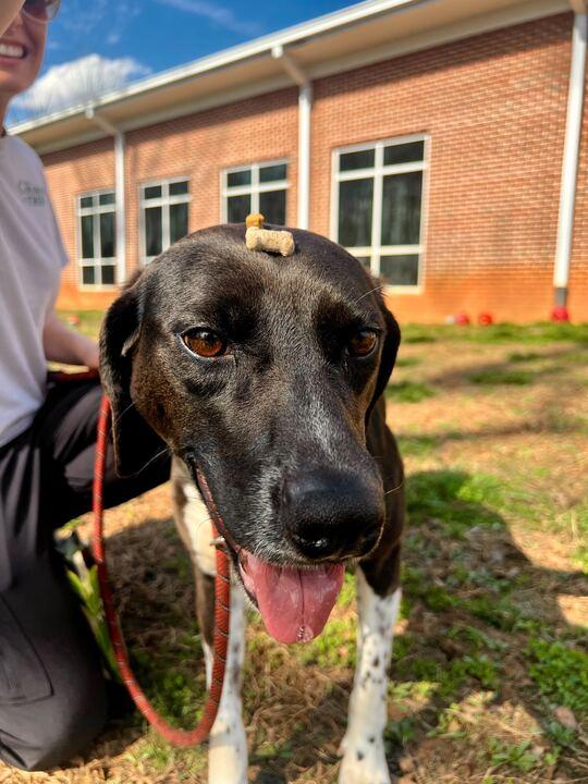 Enlarge Medora, a ADOPTABLE mixed breed in Maidens, VA image 5/5