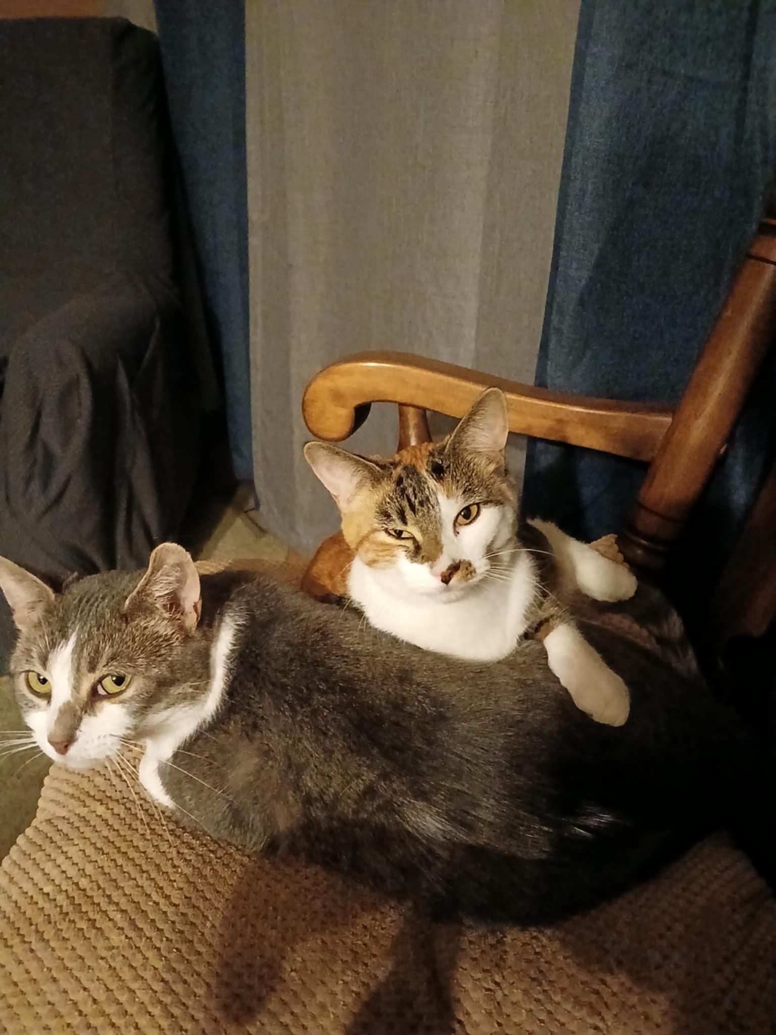 Enlarge Spicy, a Adoptable Domestic Short Hair in Novi, MI image 5/5