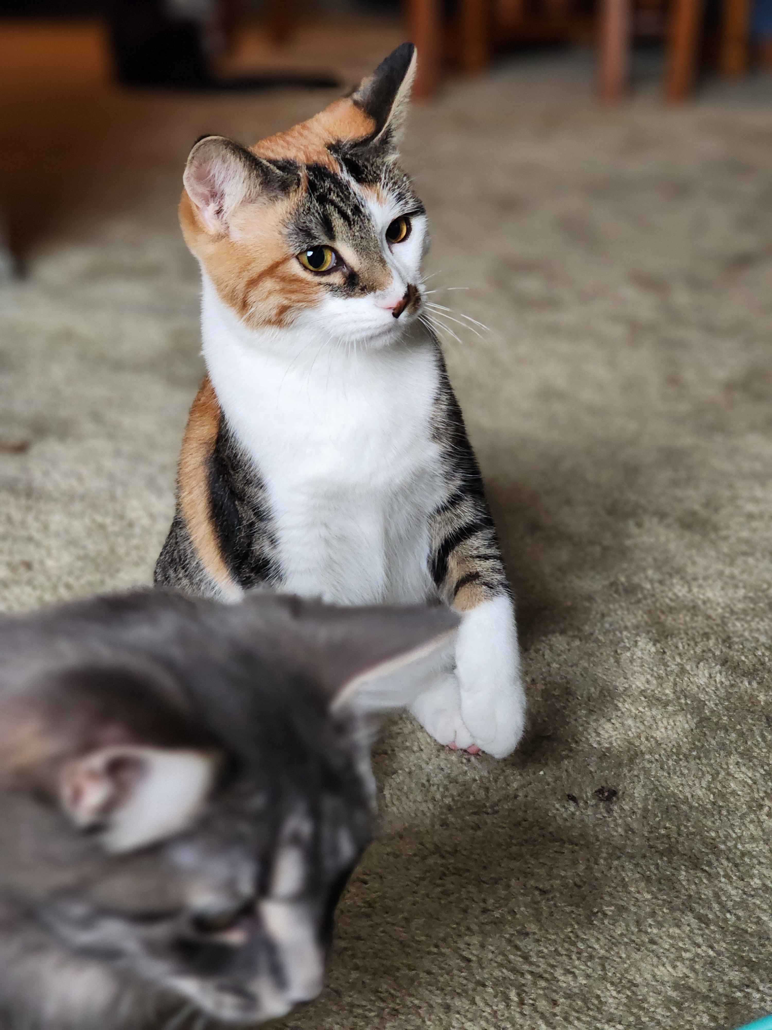 Enlarge Spicy, a Adoptable Domestic Short Hair in Novi, MI image 1/5