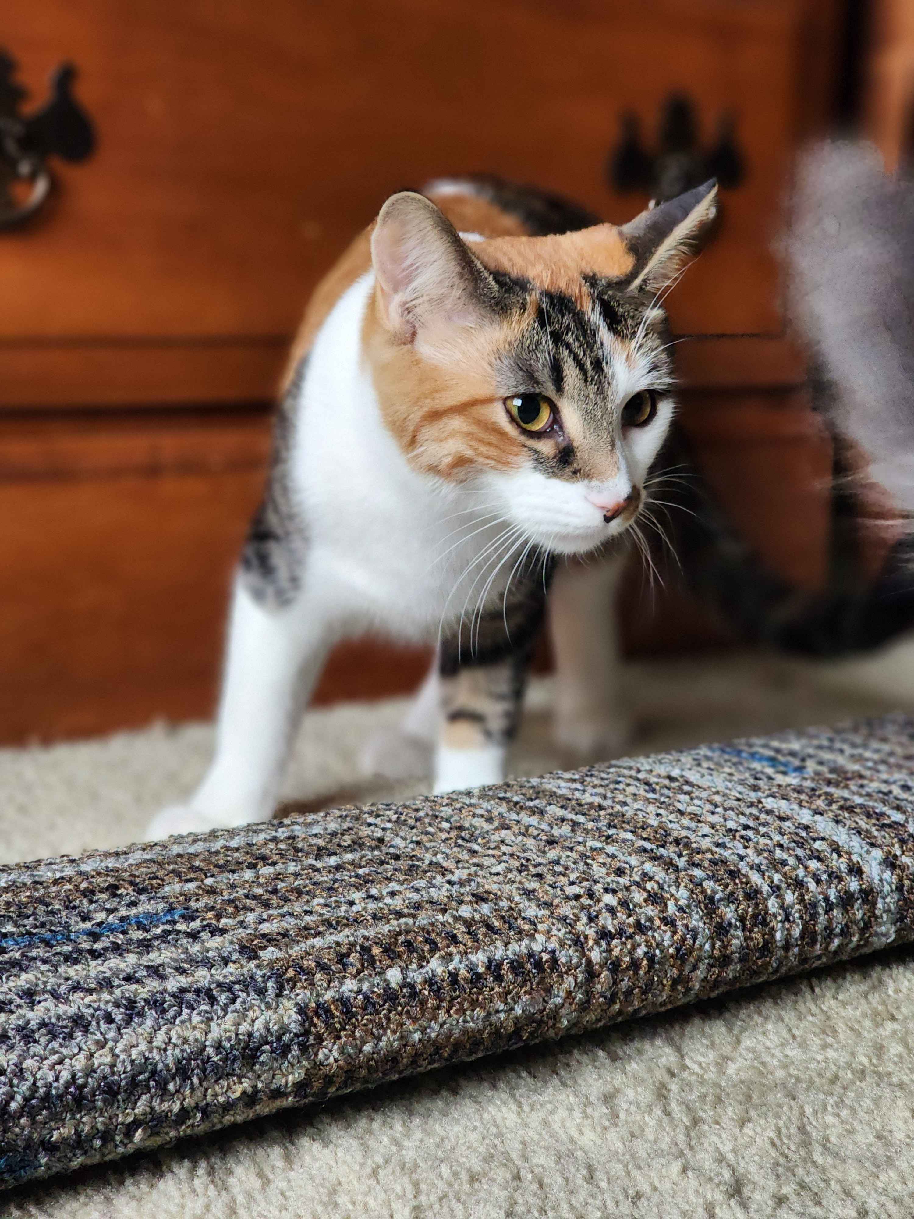 Enlarge Spicy, a Adoptable Domestic Short Hair in Novi, MI image 3/5