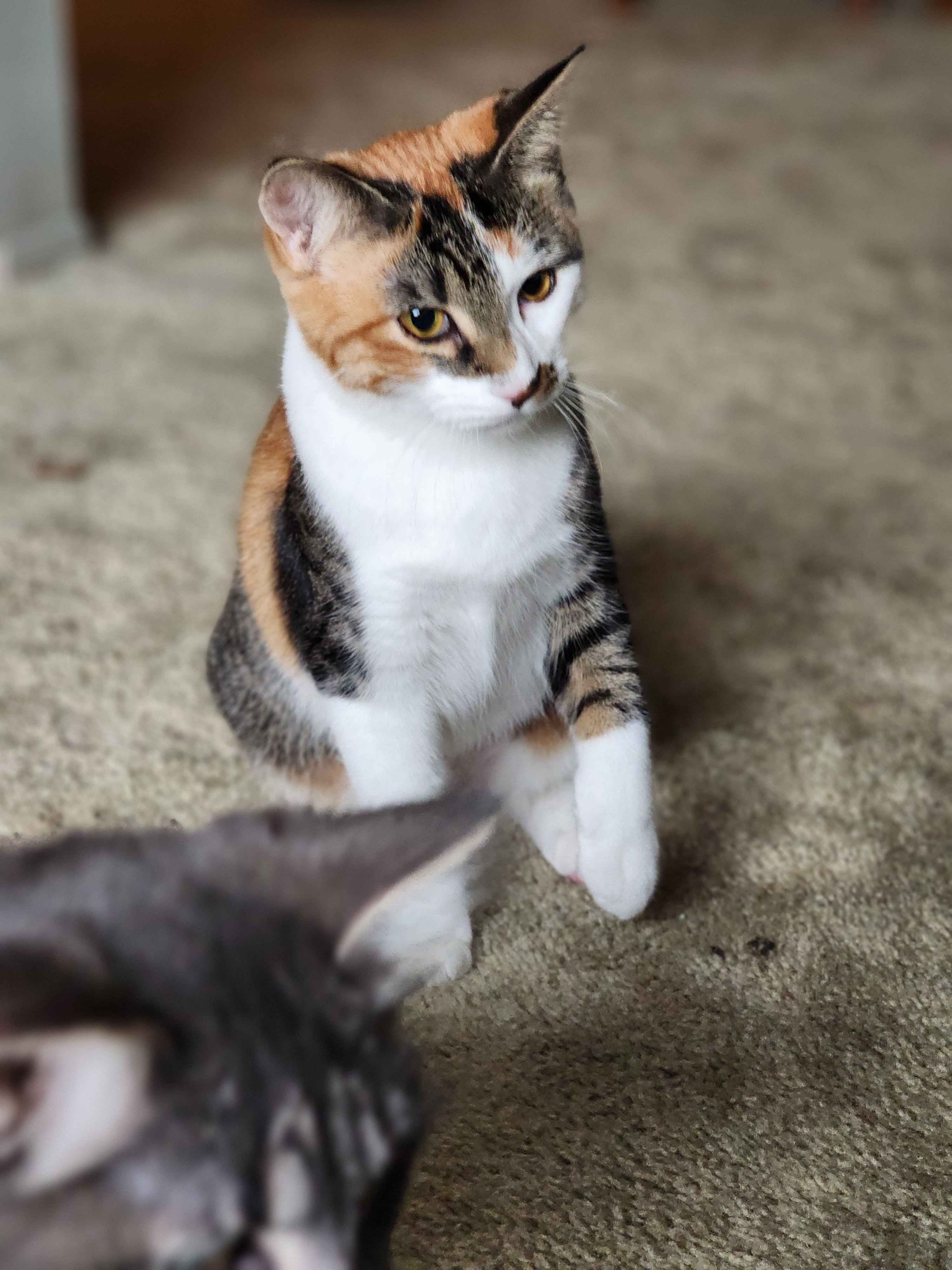 Enlarge Spicy, a Adoptable Domestic Short Hair in Novi, MI image 4/5