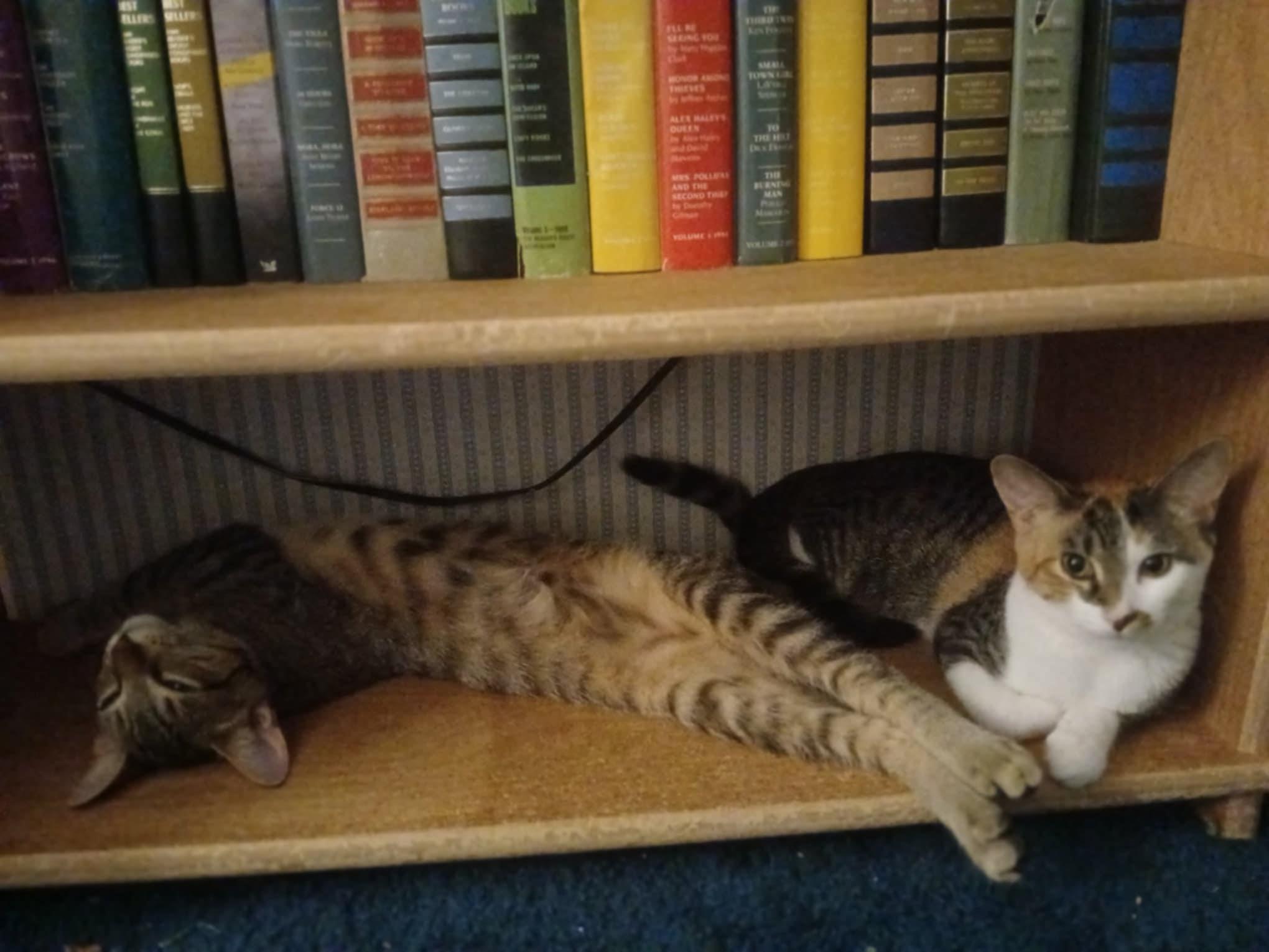 Enlarge Spicy, a Adoptable Domestic Short Hair in Novi, MI image 2/5