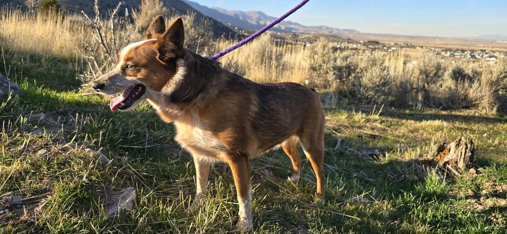 Milo, Adoptable, Young Male Cattle Dog.