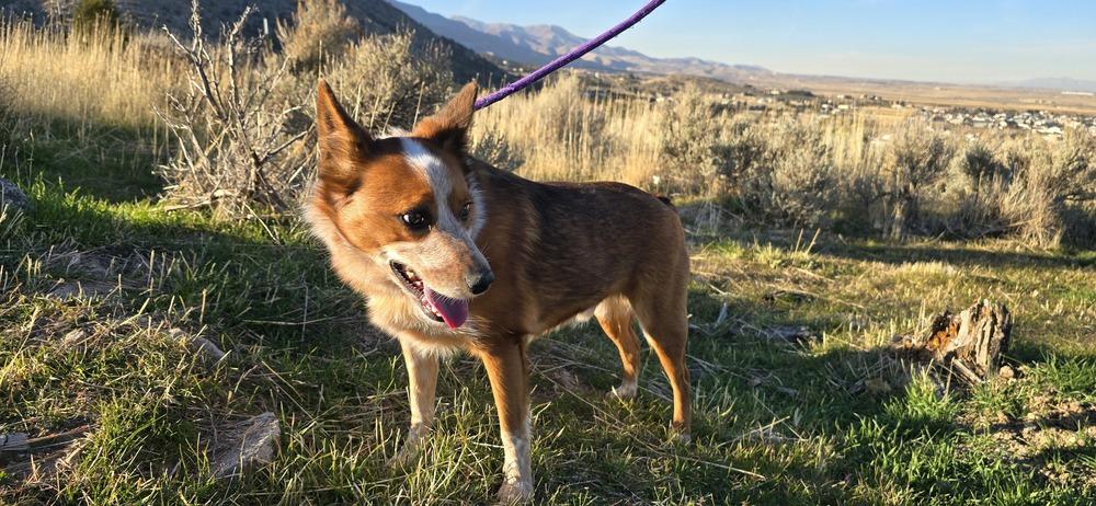 Milo, a Adoptable mixed breed in Herriman, UT image 2/4