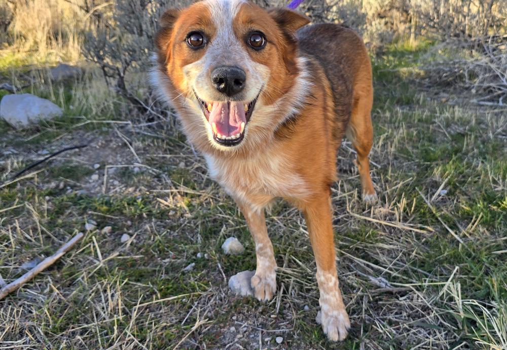 Milo, a Adoptable mixed breed in Herriman, UT image 3/4