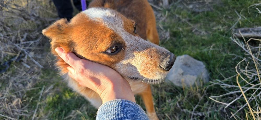 Milo, a Adoptable mixed breed in Herriman, UT image 4/4