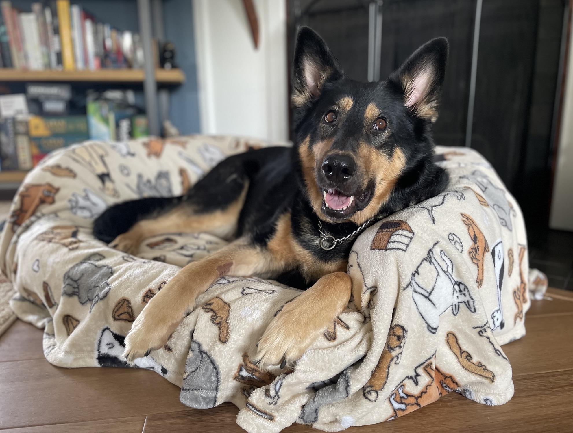 Enlarge Elsa, a ADOPTABLE mixed breed in Portland, OR image 2/6