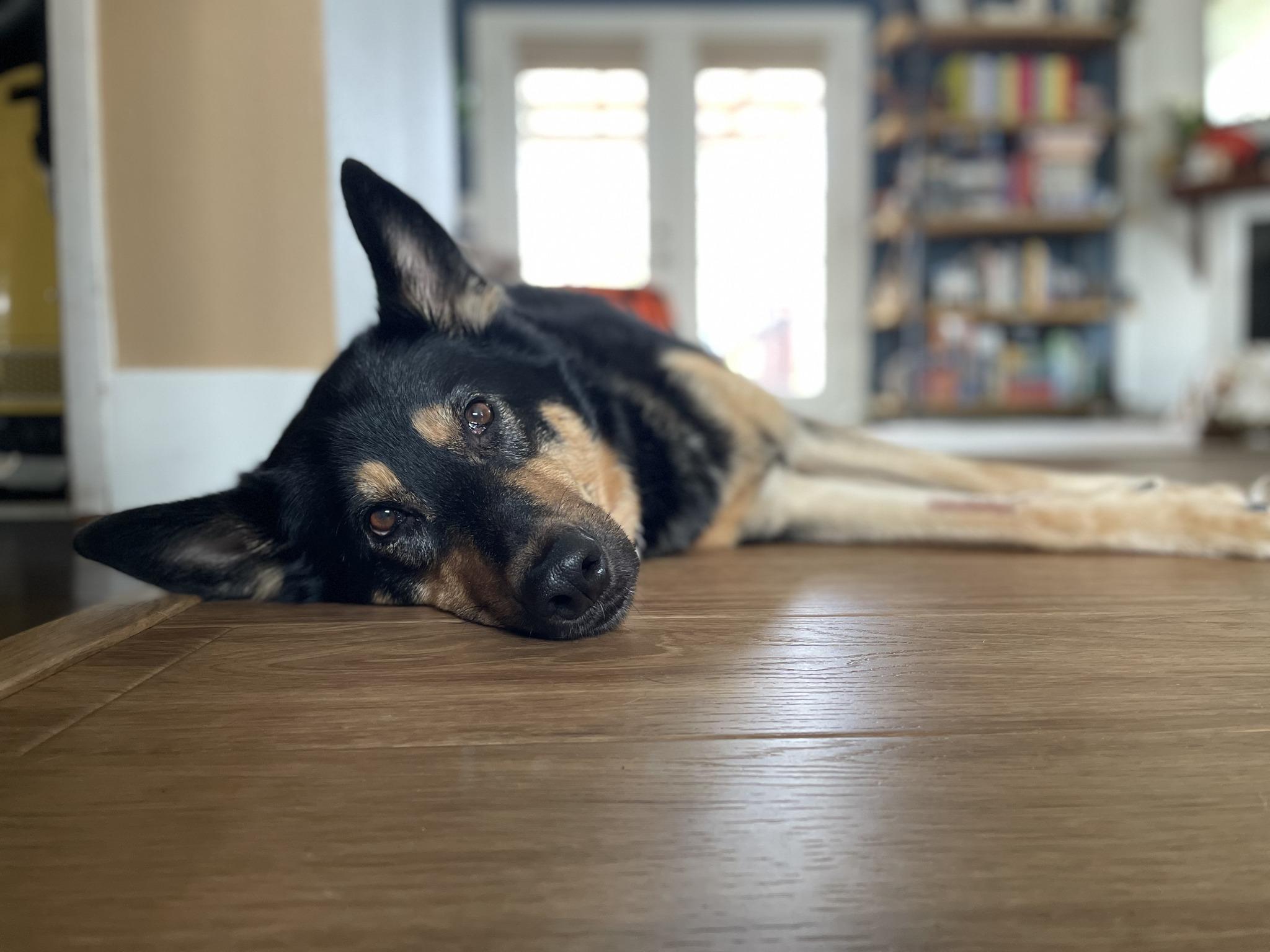 Enlarge Elsa, a ADOPTABLE mixed breed in Portland, OR image 3/6