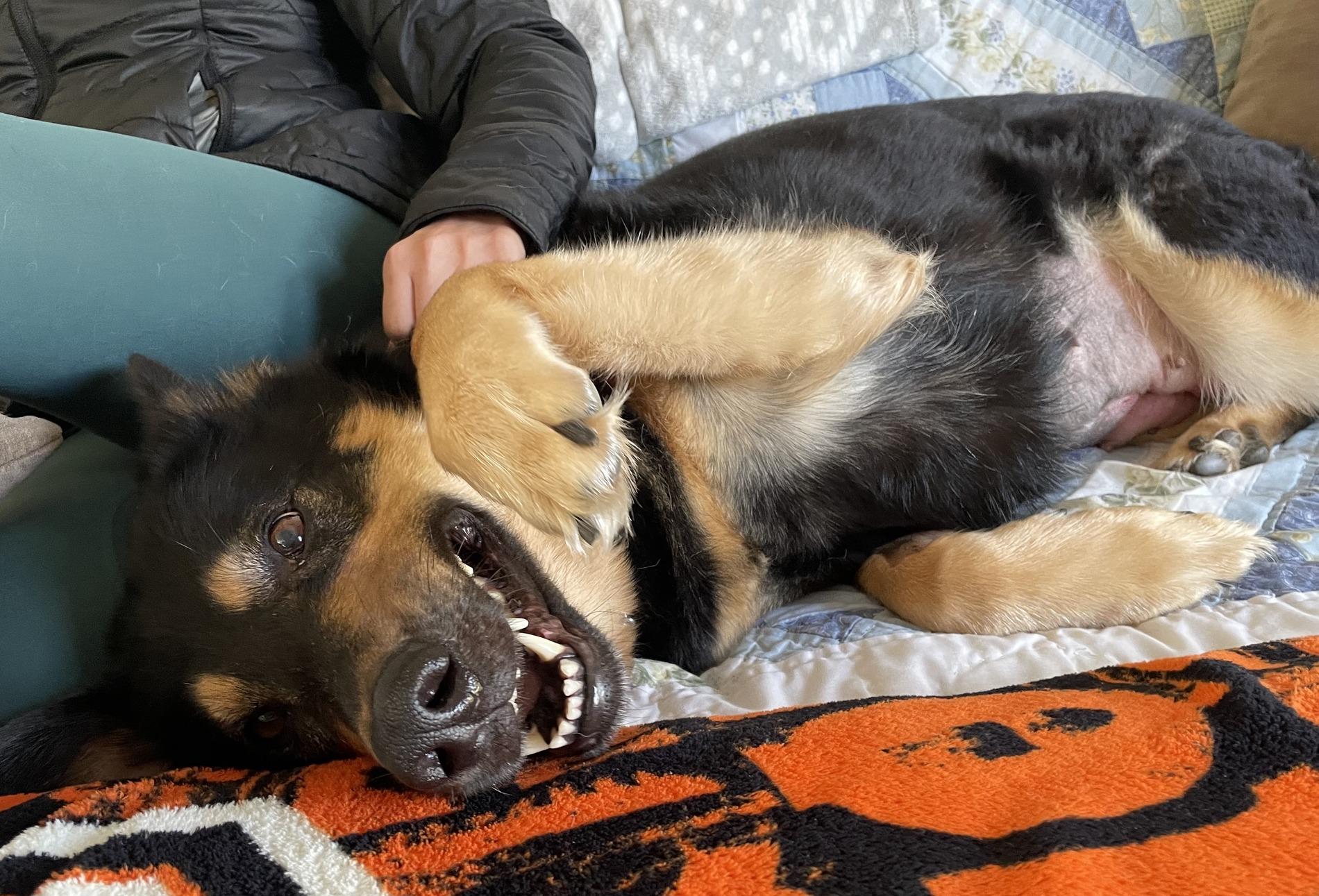 Enlarge Elsa, a ADOPTABLE mixed breed in Portland, OR image 6/6