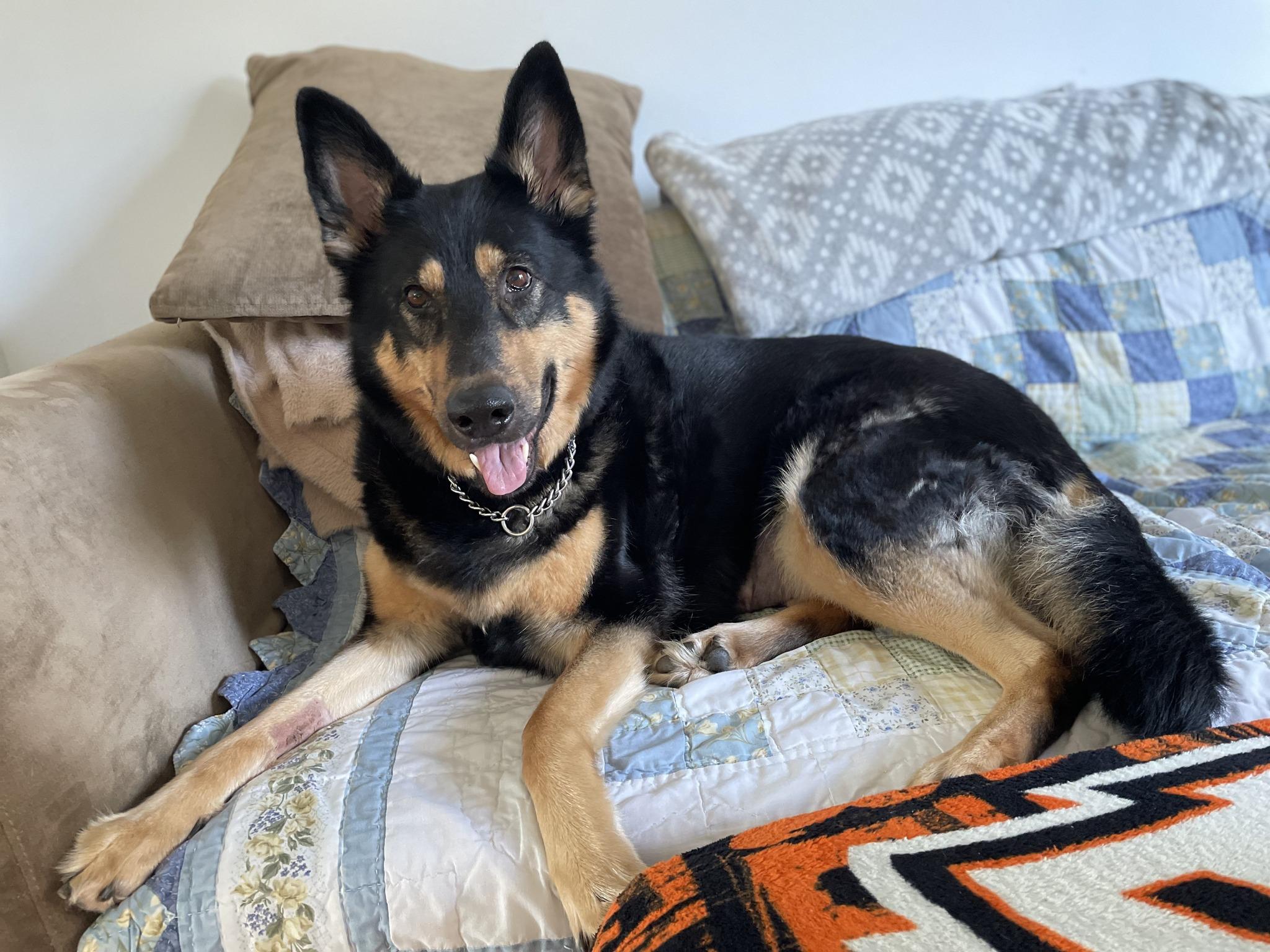 Enlarge Elsa, a ADOPTABLE mixed breed in Portland, OR image 4/6