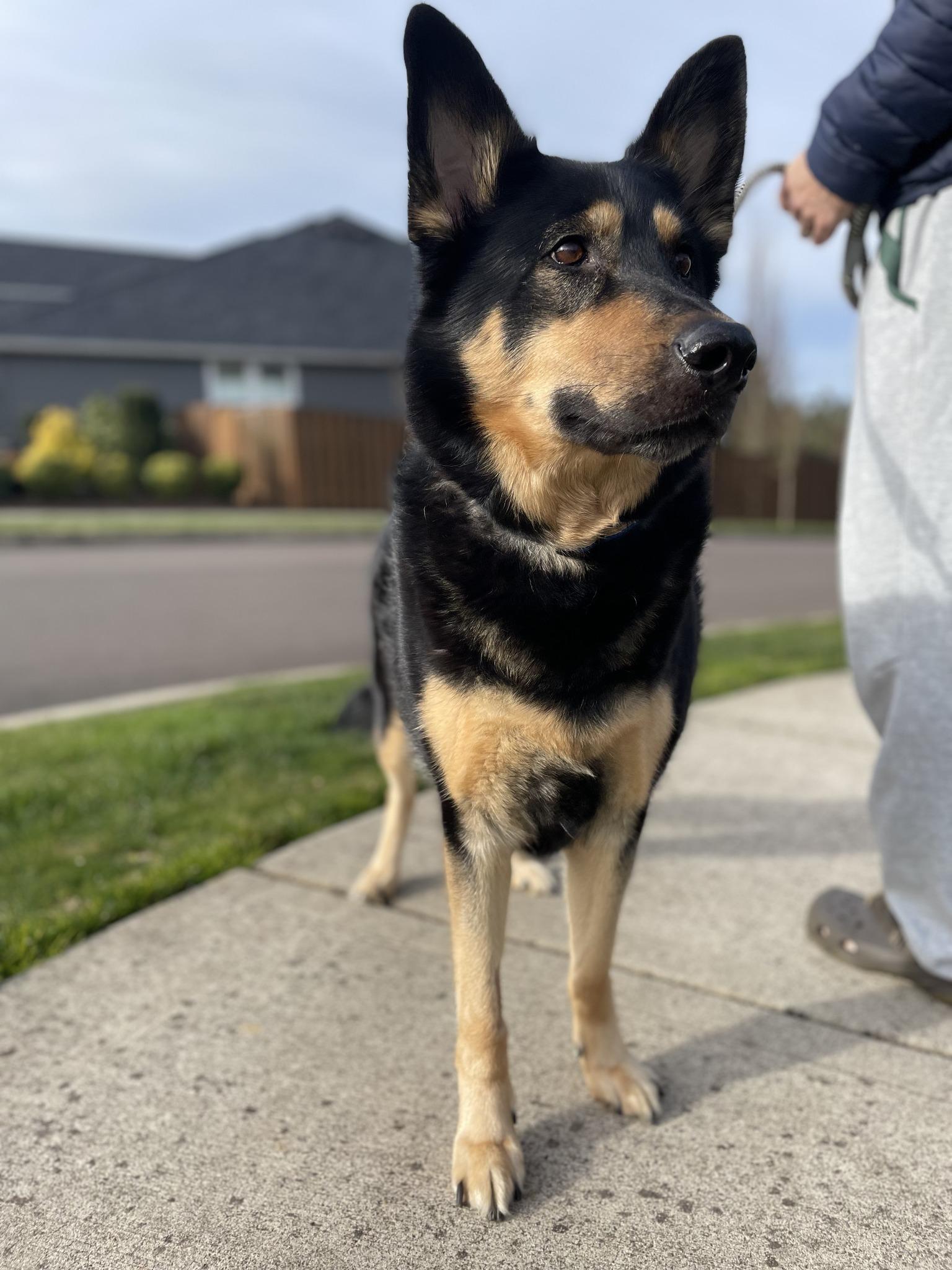 Enlarge Elsa, a ADOPTABLE mixed breed in Portland, OR image 5/6