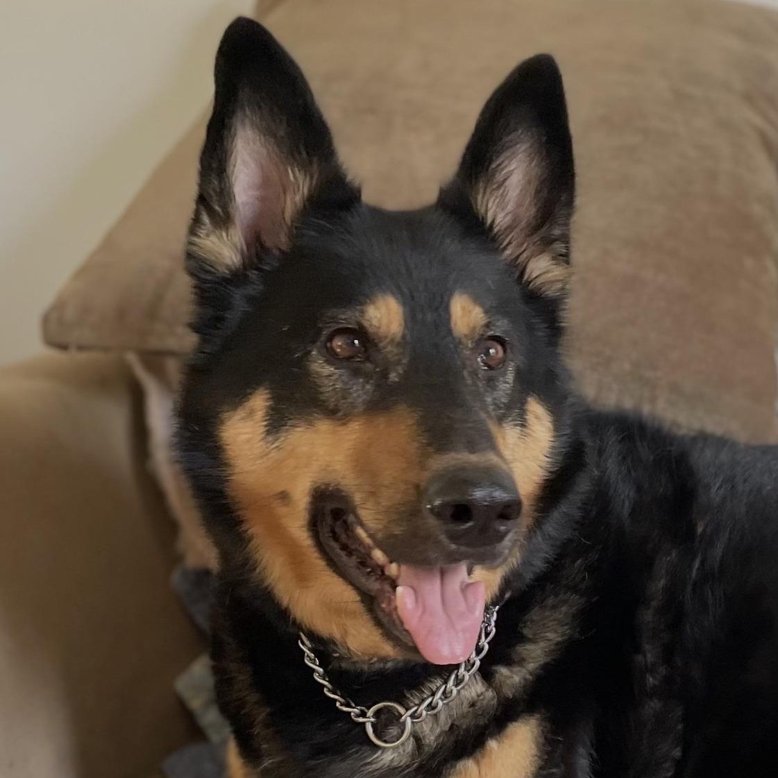 Elsa, ADOPTABLE, Young Female Shepherd.