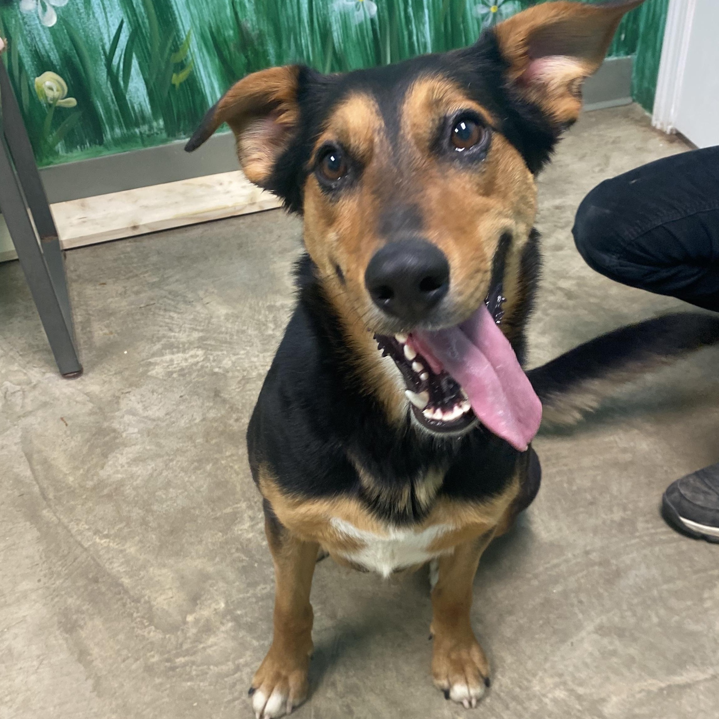 Enlarge Gaya, a Adoptable mixed breed in Godfrey, IL image 1/1