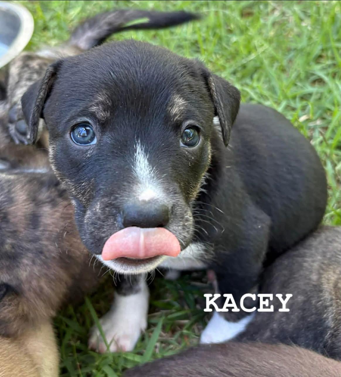 Kacey, an adopted mixed breed in Billerica, MA image 3/4