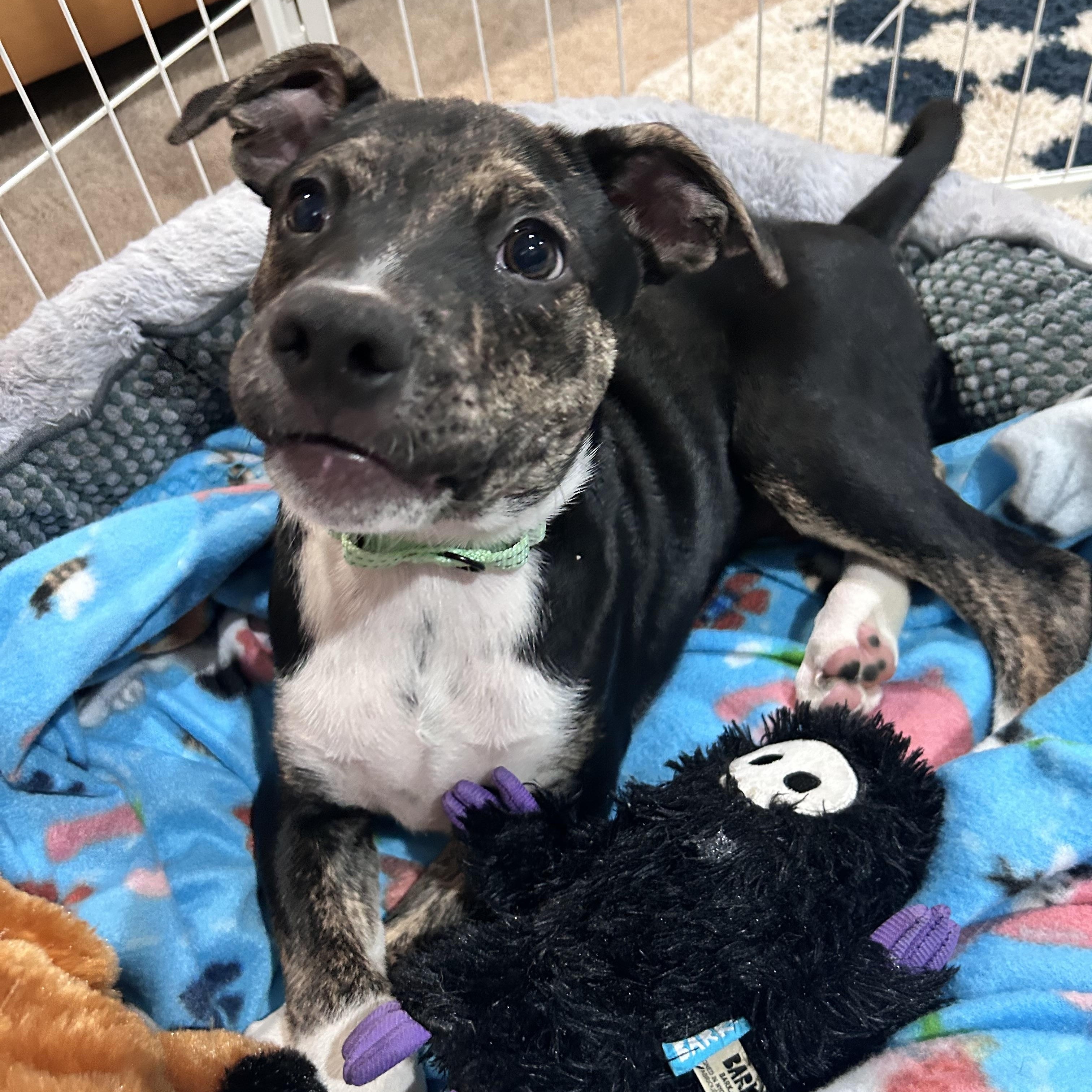 Kacey, an adopted mixed breed in Billerica, MA image 2/4