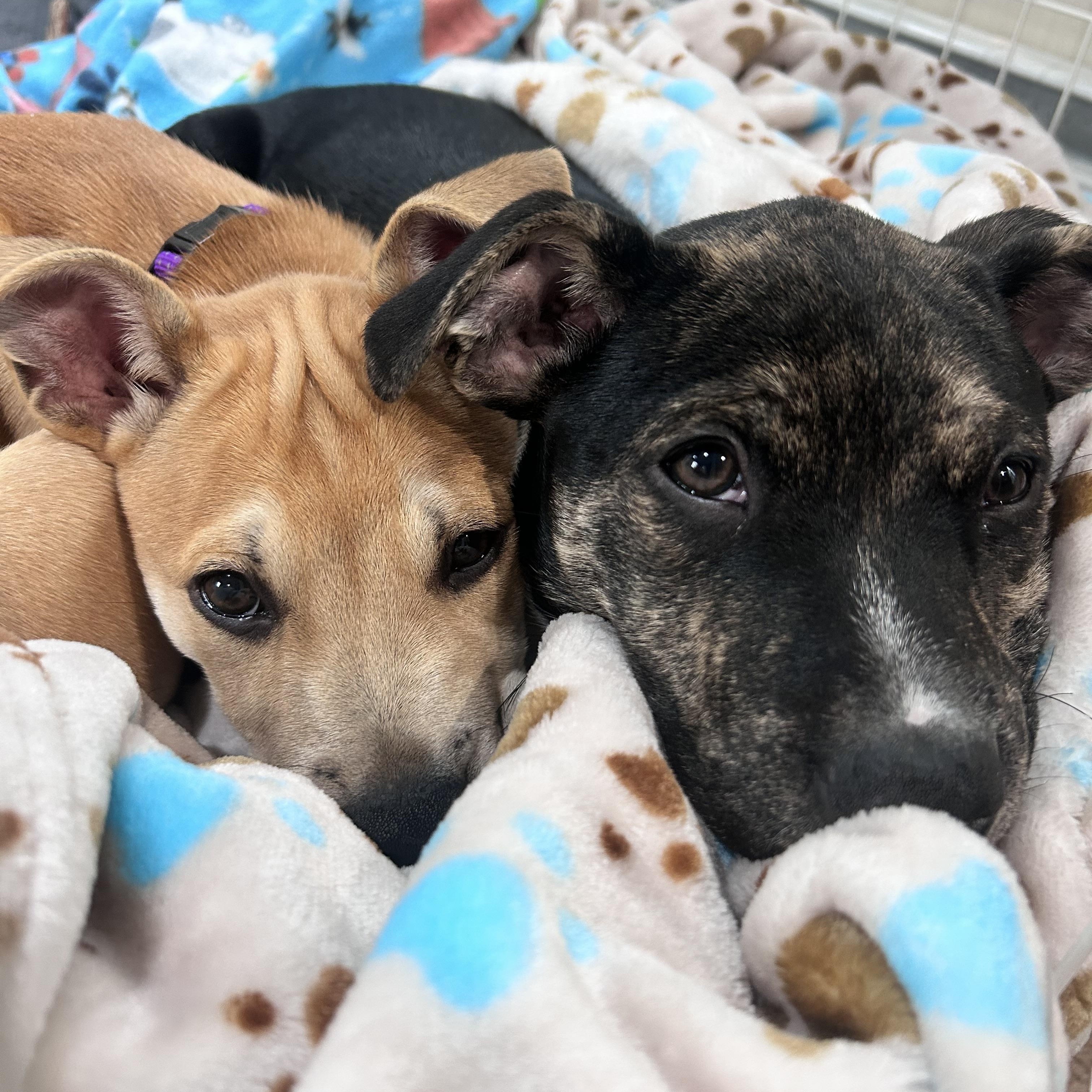 Kacey, adopted, Puppy Female Boxer.