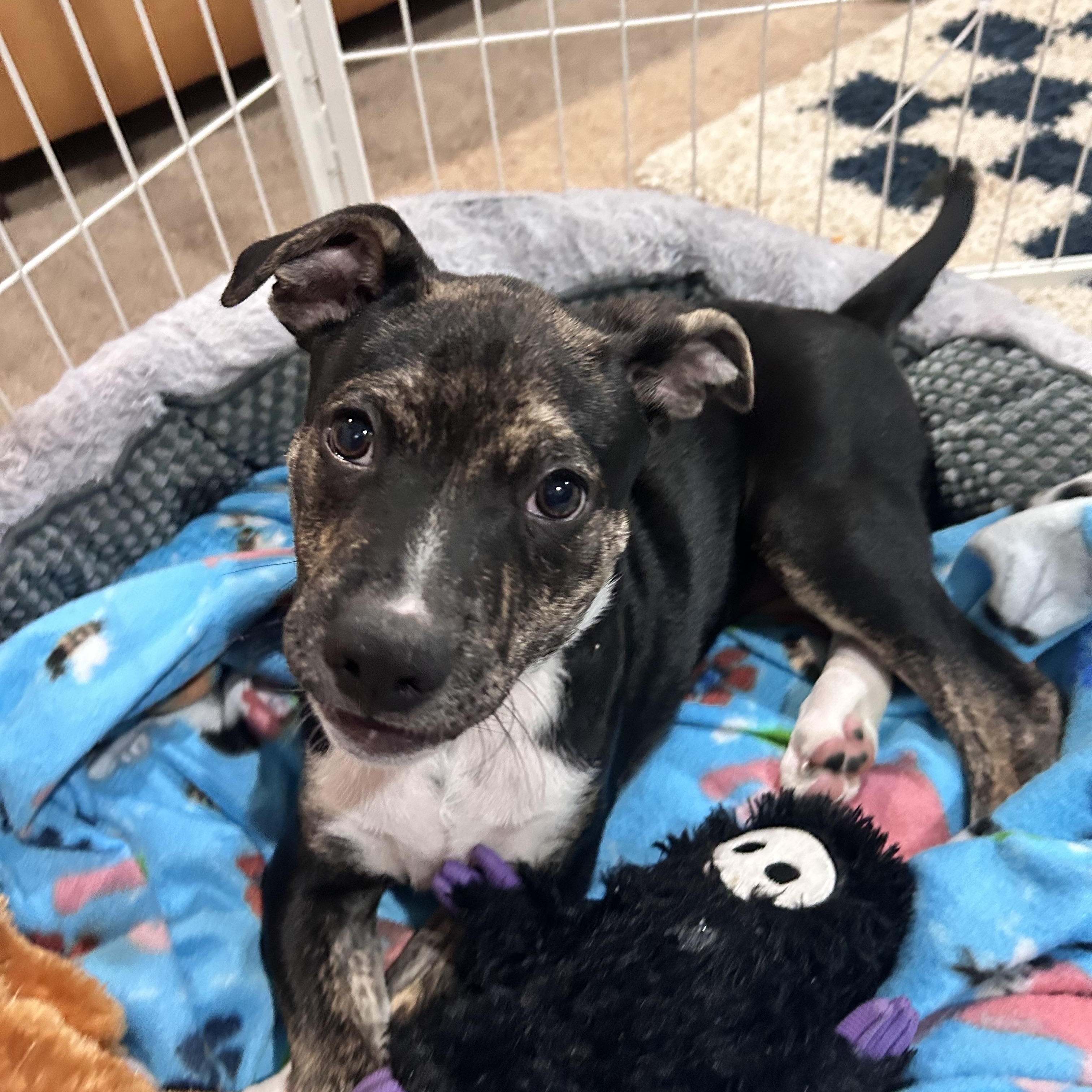 Kacey, an adopted mixed breed in Billerica, MA image 4/4
