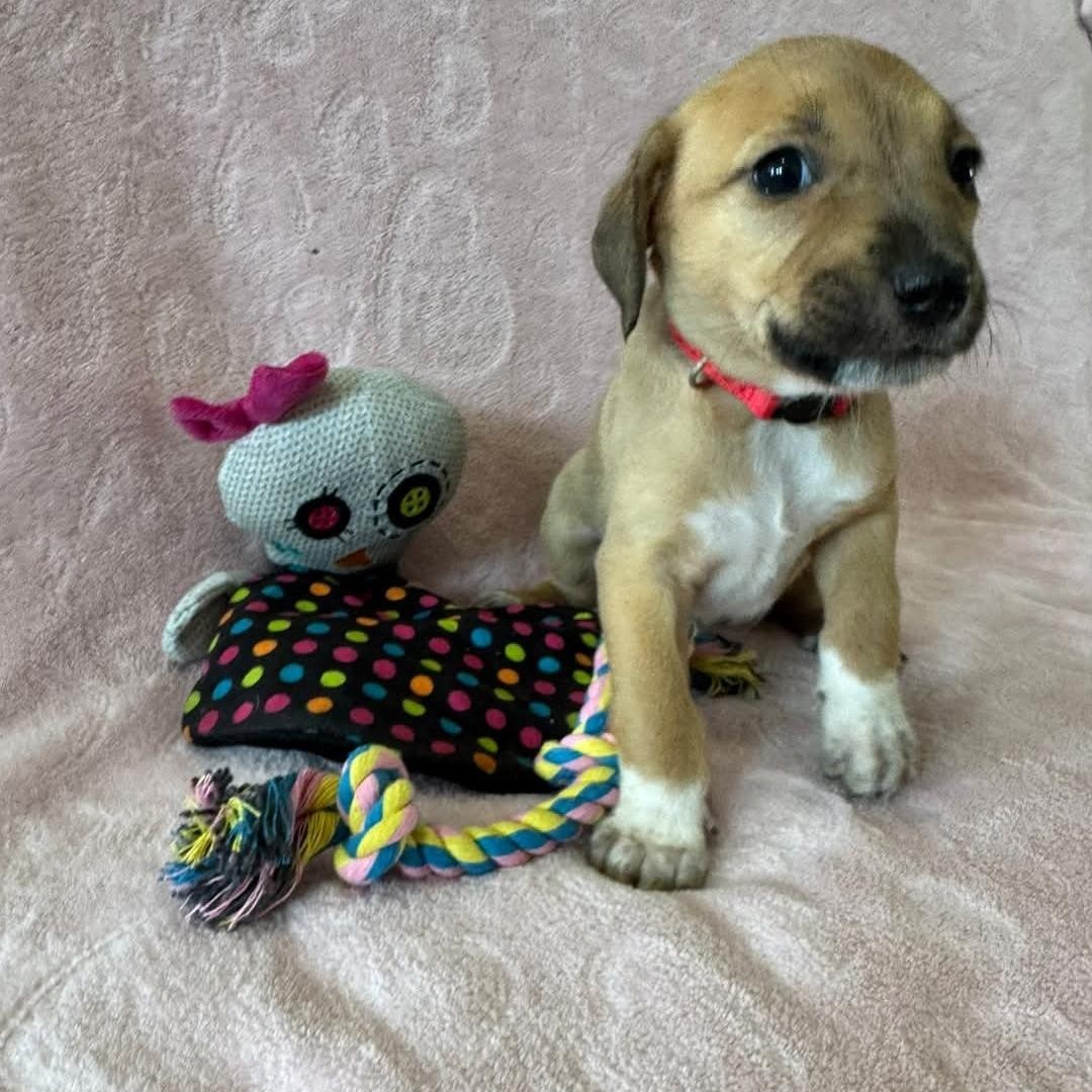 Enlarge Arson, an adopted Australian Shepherd in Anderson, TX image 1/1