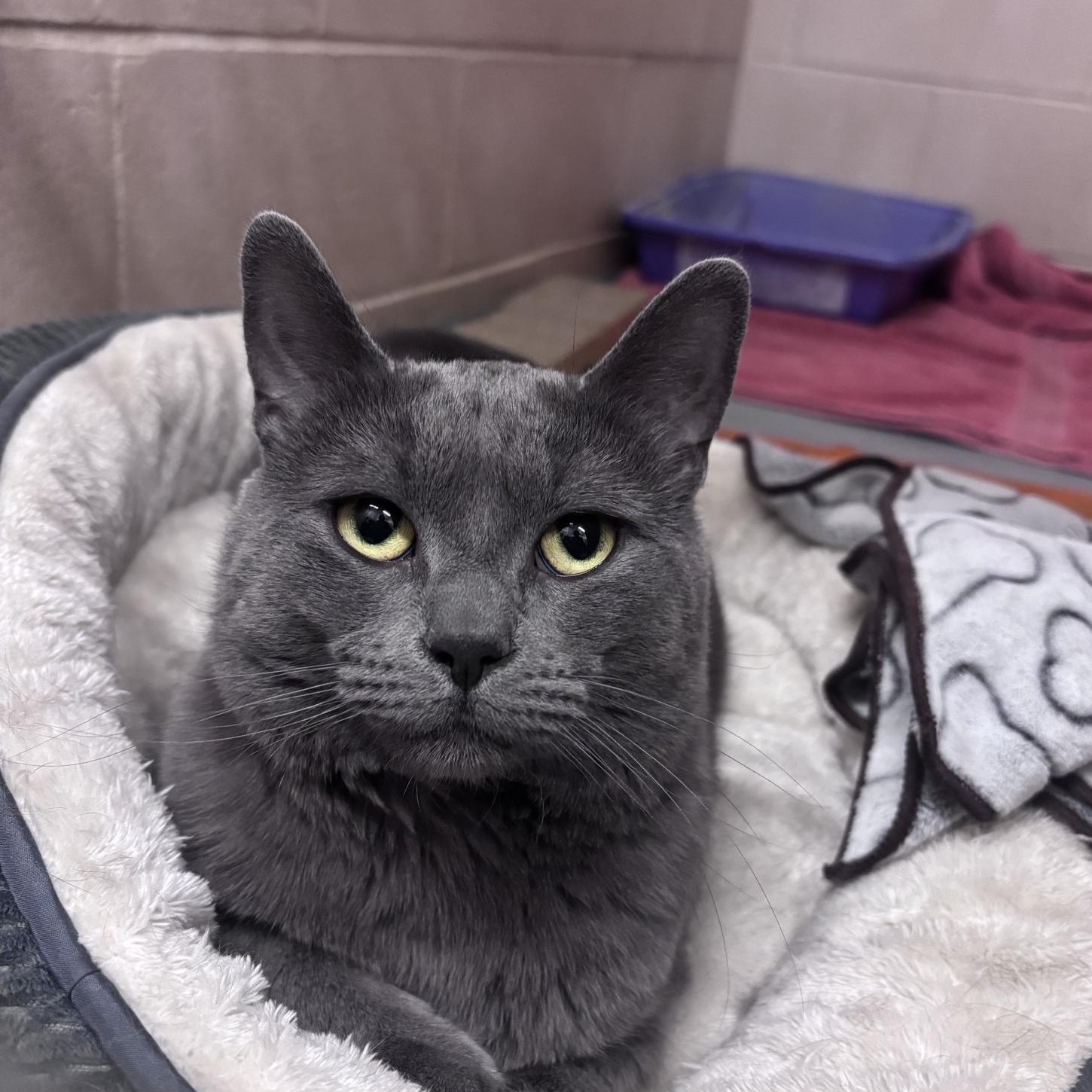 Enlarge Nimbus, an adopted mixed breed in Bowmanville, ON image 4/4