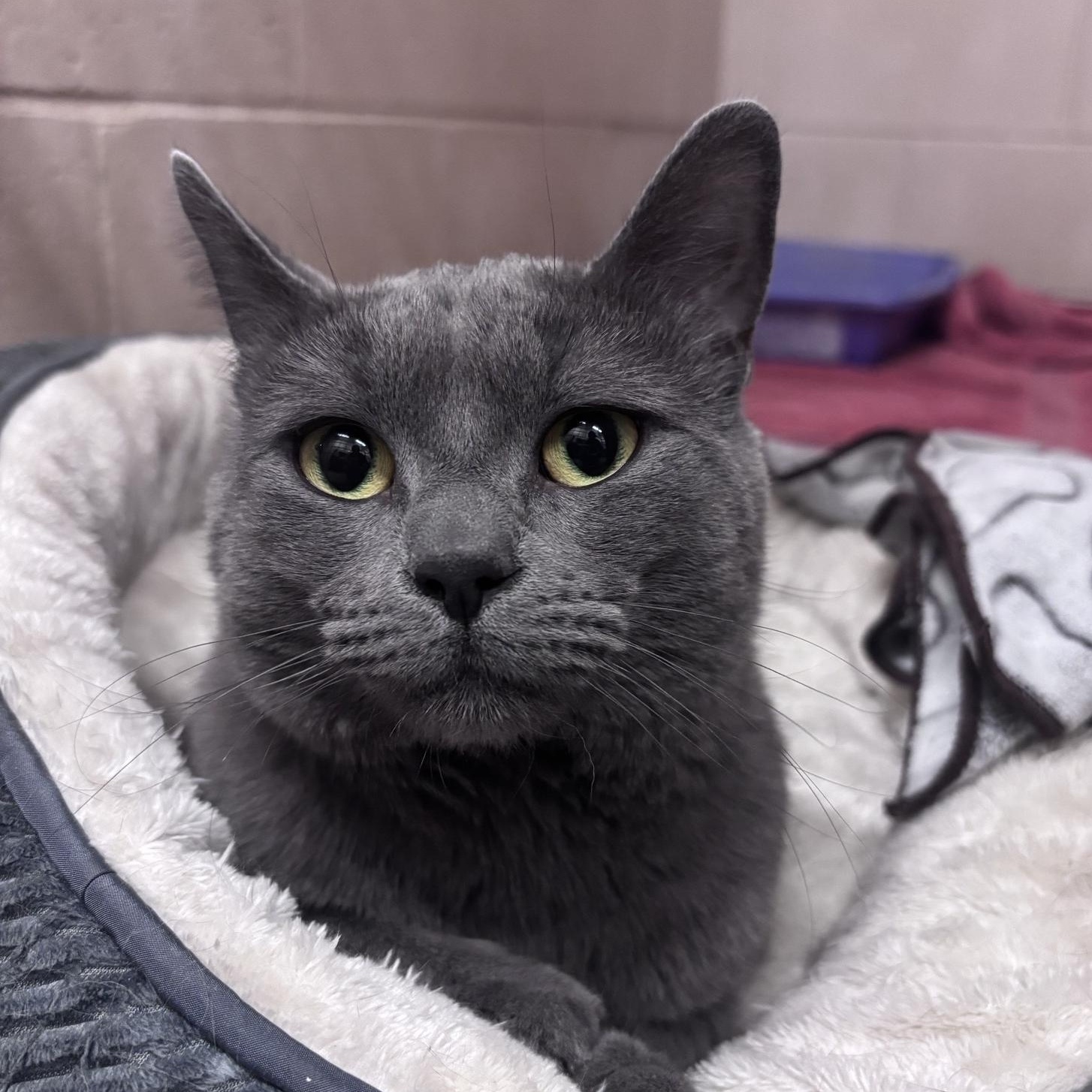 Enlarge Nimbus, an adopted mixed breed in Bowmanville, ON image 2/4