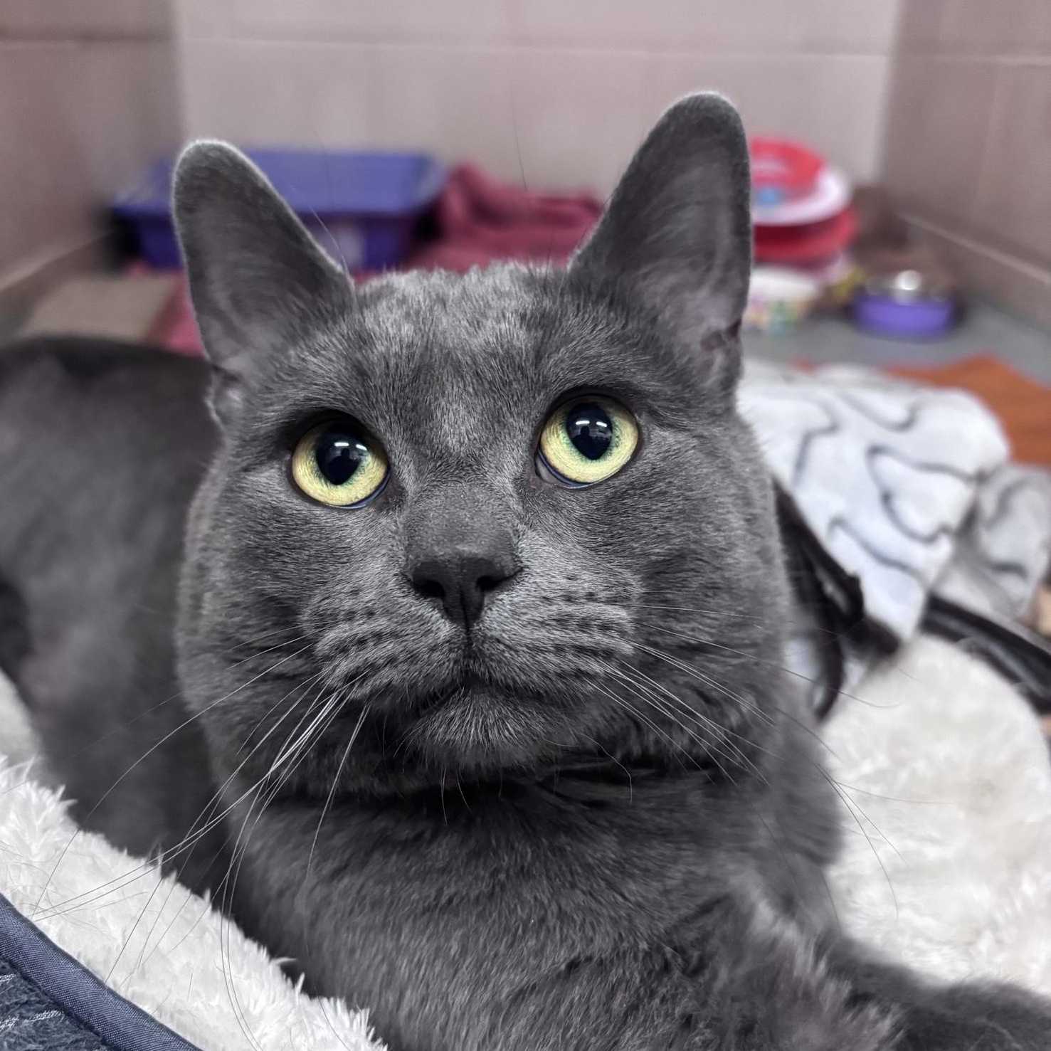 Enlarge Nimbus, an adopted mixed breed in Bowmanville, ON image 3/4