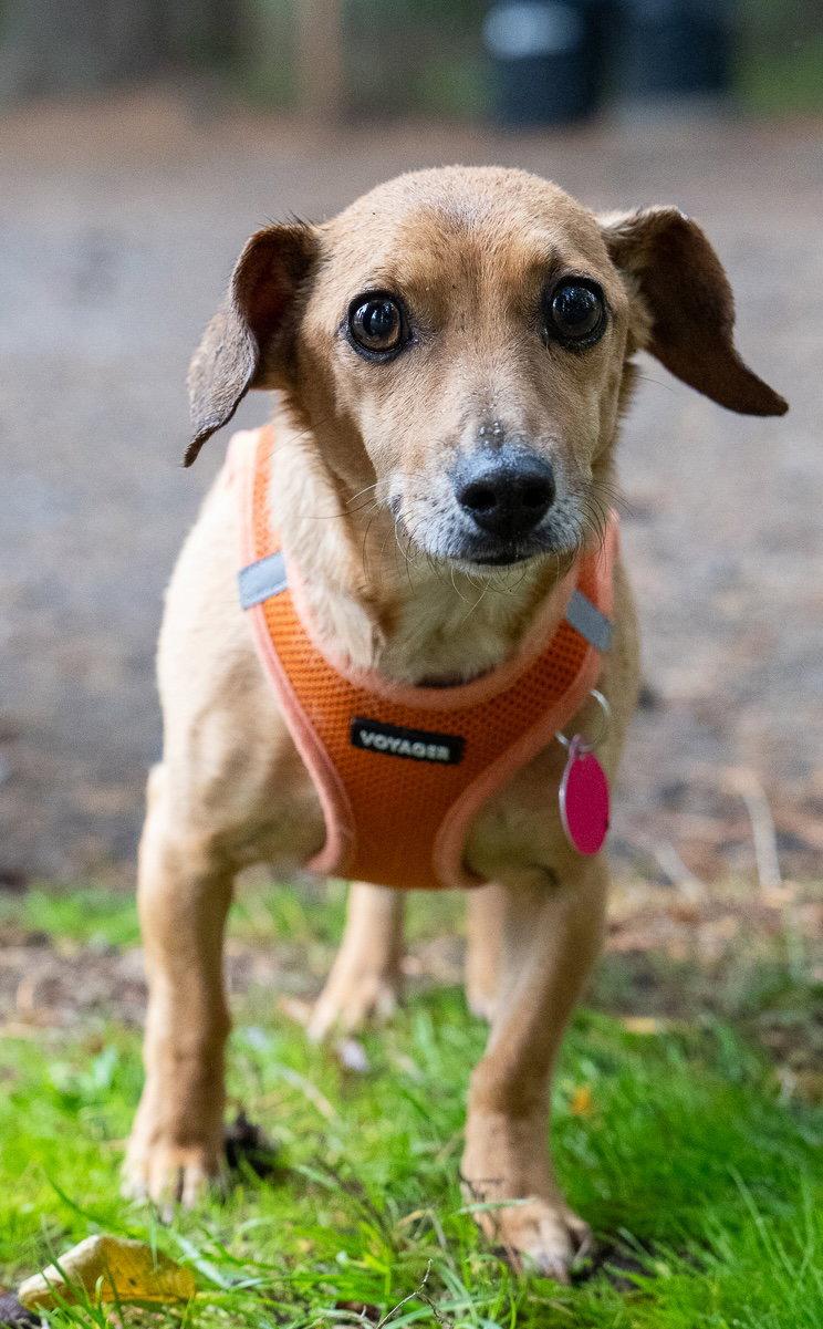 Chippy, Adoptable, Adult Male Chihuahua & Dachshund.