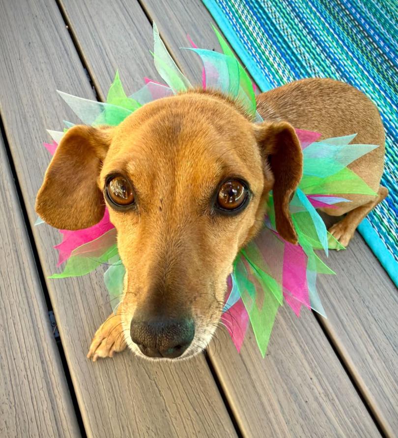 Enlarge Chippy, a Adoptable mixed breed in Seattle, WA image 1/3