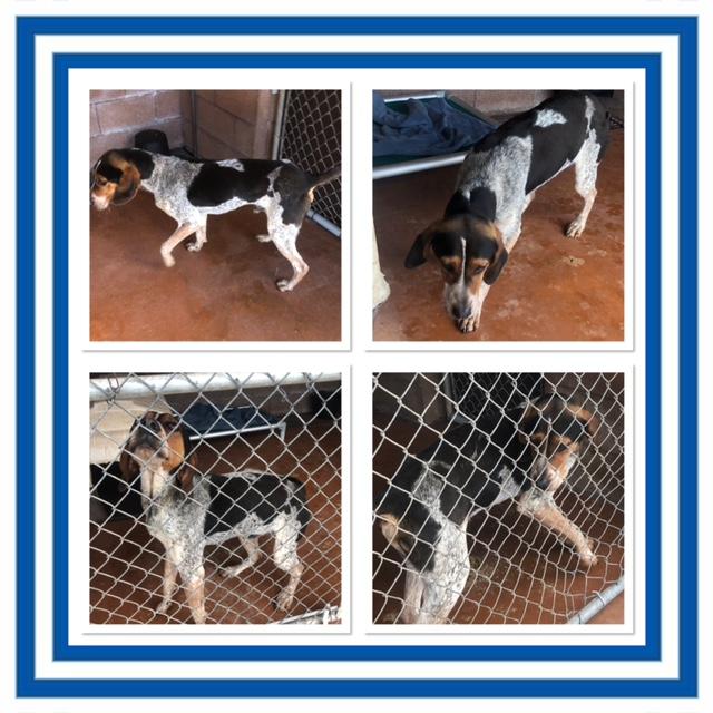 Enlarge RYDER, a ADOPTABLE Bluetick Coonhound in Buckhannon, WV image 1/1