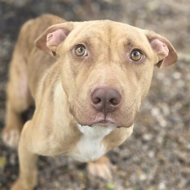 Enlarge EEYORE, a Adoptable Mixed Breed in Columbia, SC image 1/1