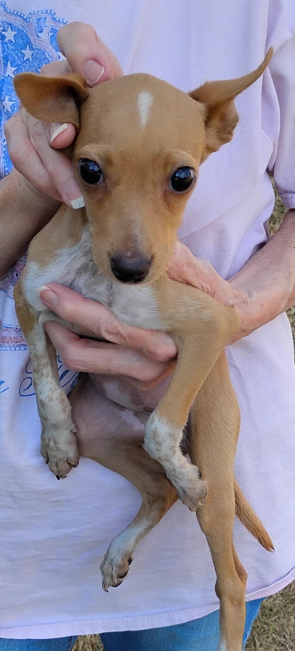 Enlarge Twiggy, an adopted Rat Terrier in Sulphur, OK image 2/2
