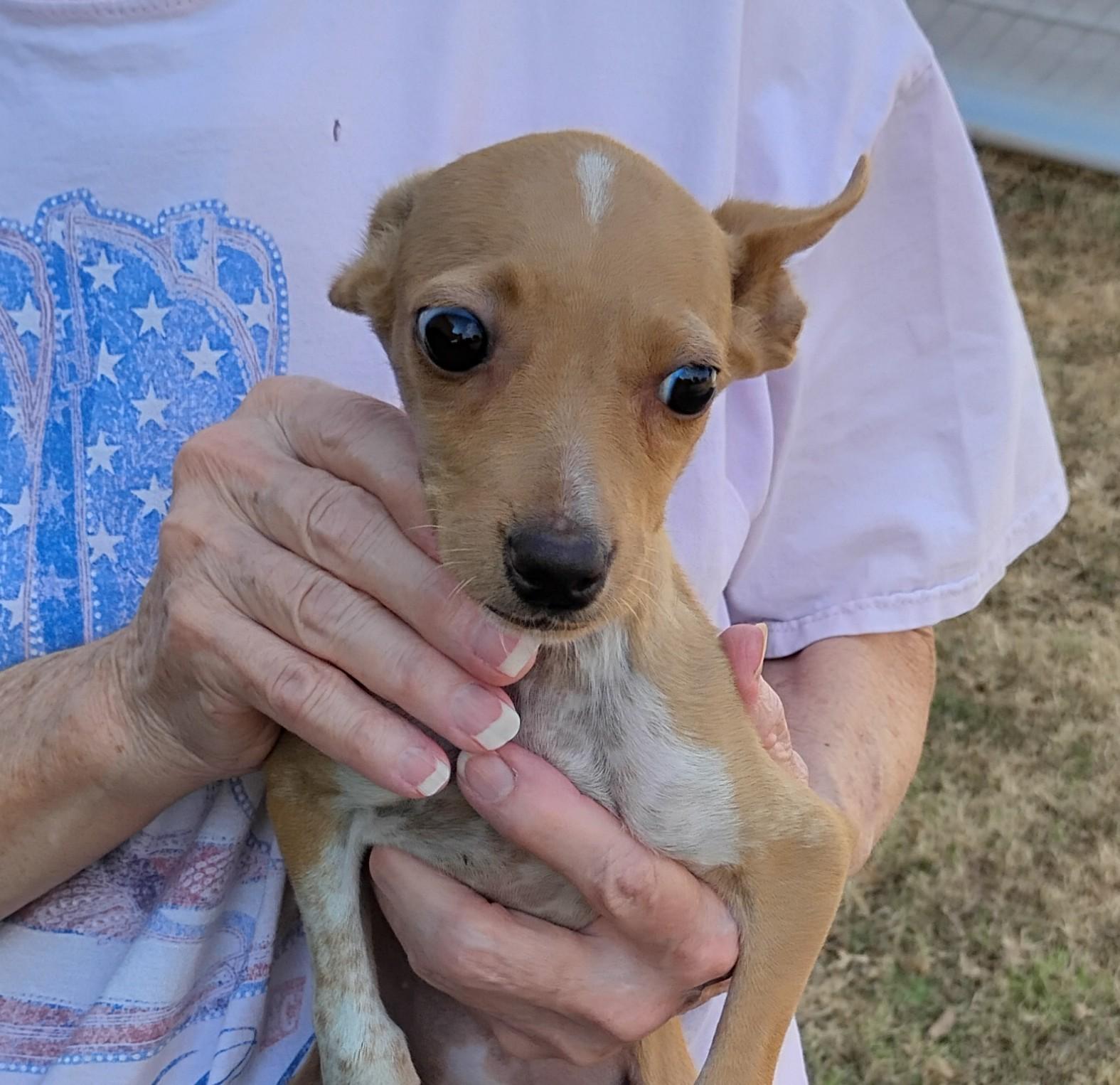 Twiggy, adopted, Puppy Female Rat Terrier.