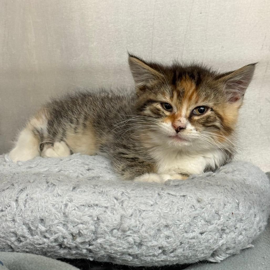 Enlarge Rosie C26-030, a Adoptable Domestic Medium Hair in Elbow Lake, MN image 1/1