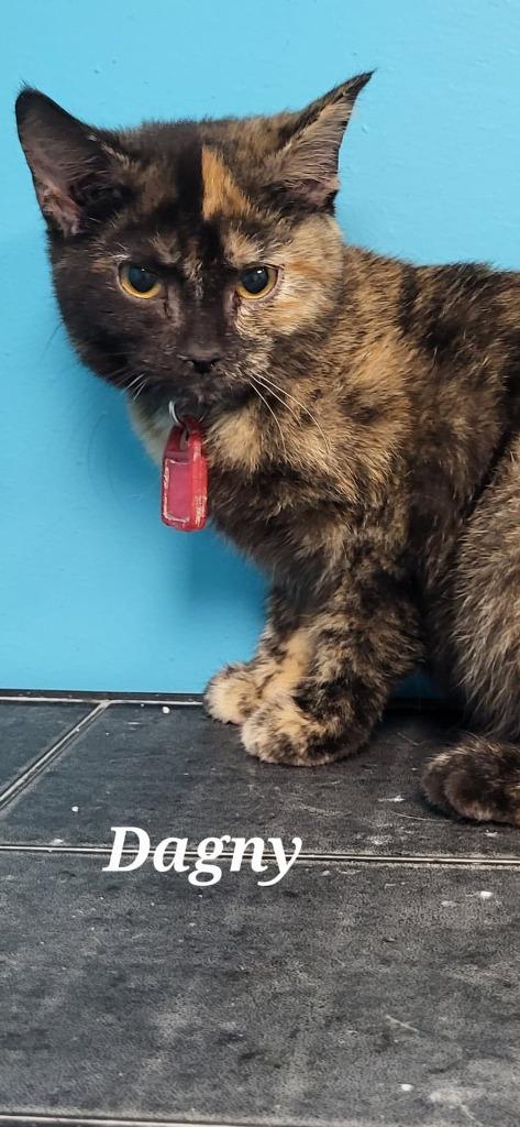 Enlarge Dagny, a Adoptable Domestic Short Hair in Kendallville, IN image 1/1
