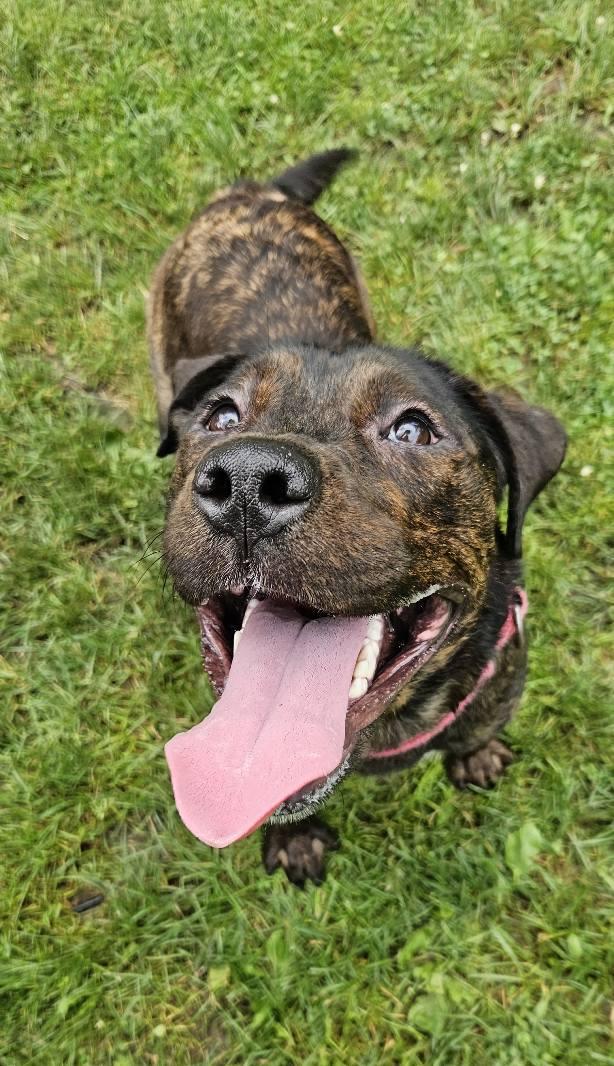 Eva, Adoptable, Young Female Pit Bull Terrier & Hound.