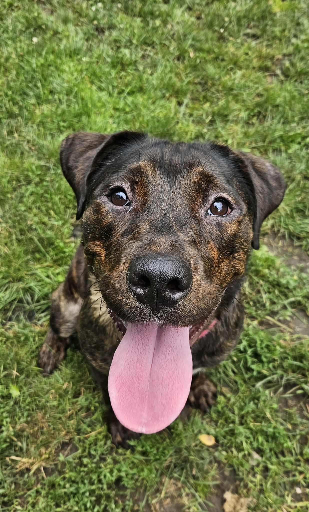 Eva, a Adoptable mixed breed in New Castle, PA image 2/3