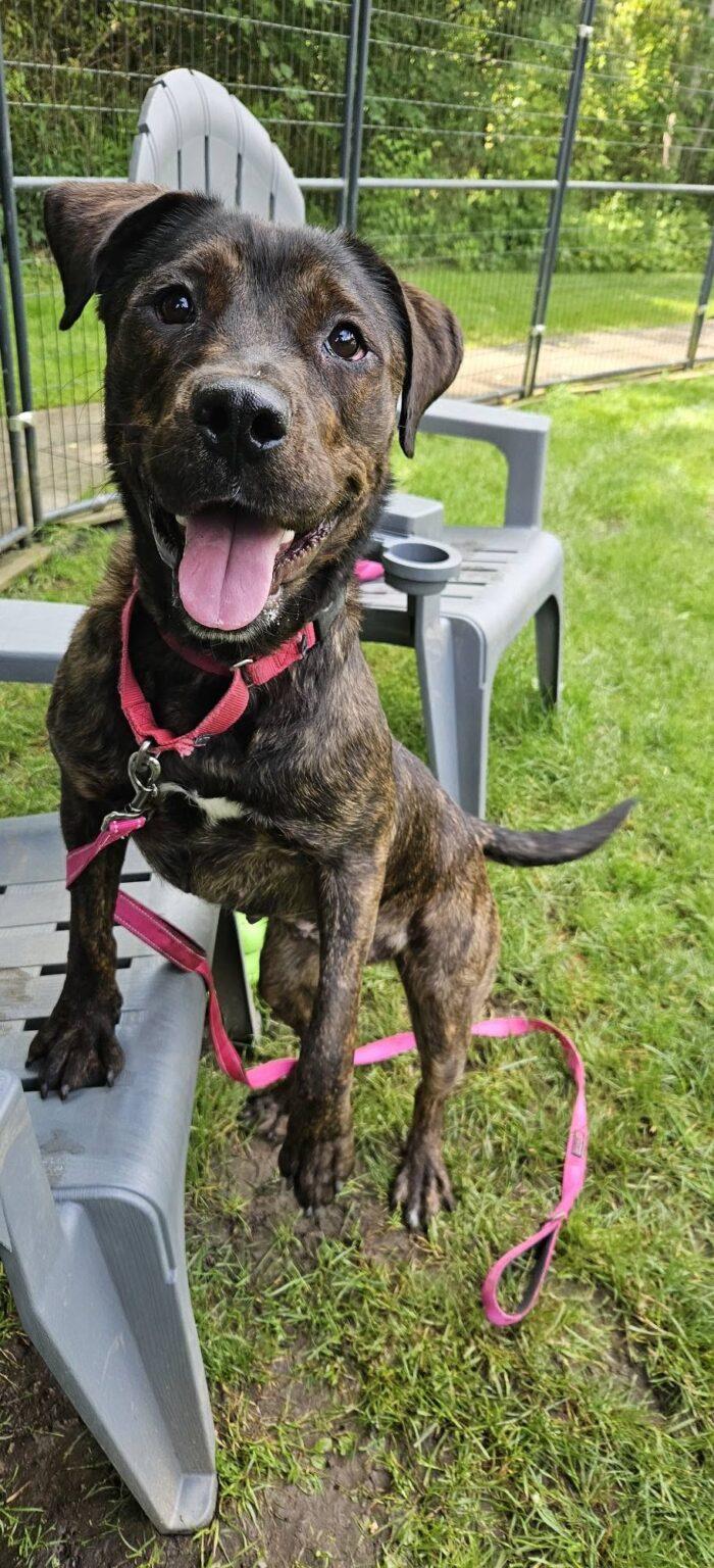 Eva, a Adoptable mixed breed in New Castle, PA image 3/3