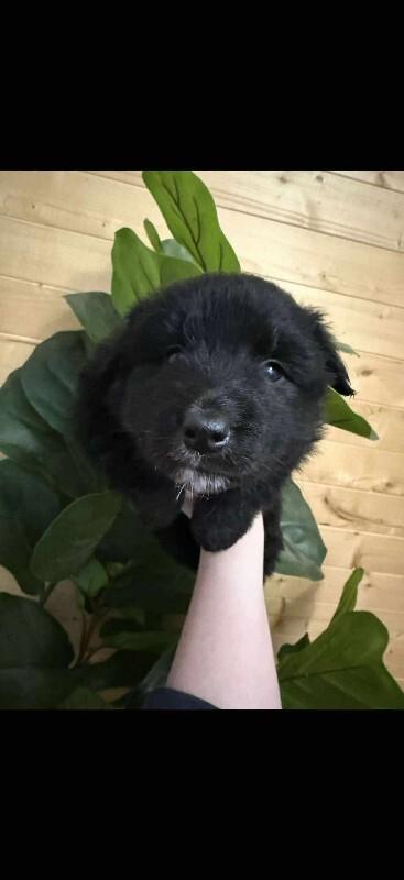 Coal, ADOPTABLE, Puppy Male Mixed Breed.