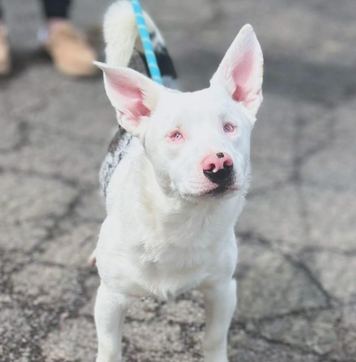 Enlarge Loki, a ADOPTABLE mixed breed in West Falls, NY image 2/3