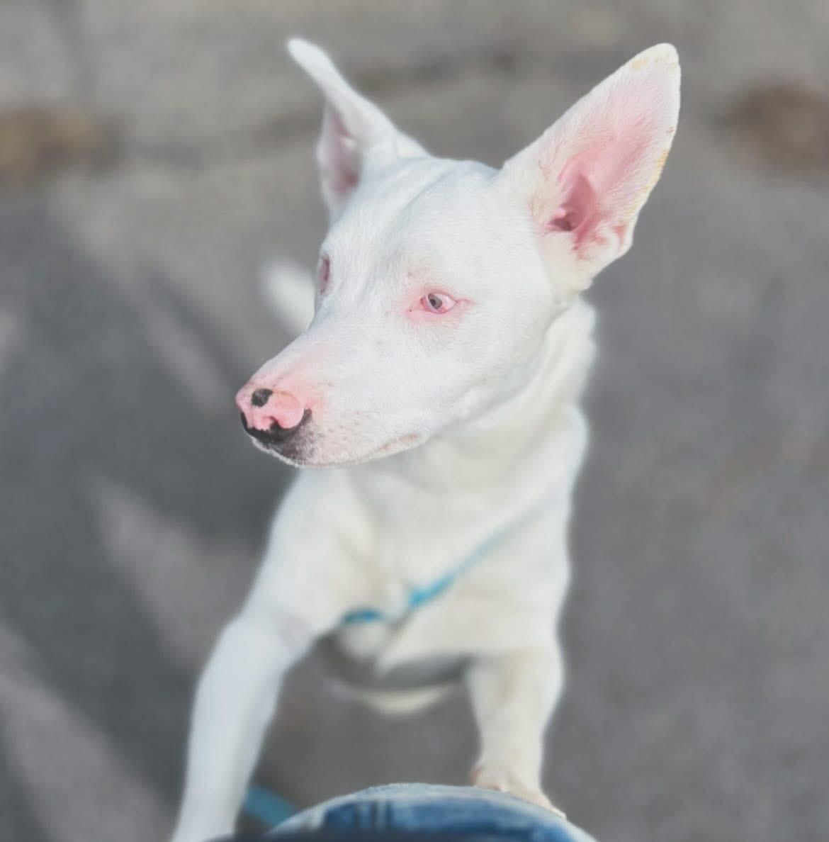 Enlarge Loki, a ADOPTABLE mixed breed in West Falls, NY image 3/3