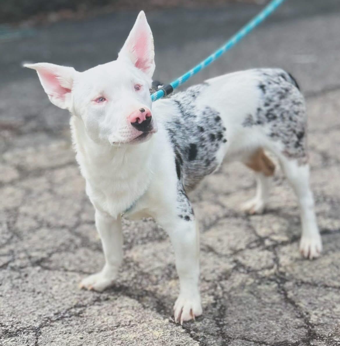 Loki, ADOPTABLE, Puppy Male Corgi & Australian Shepherd.