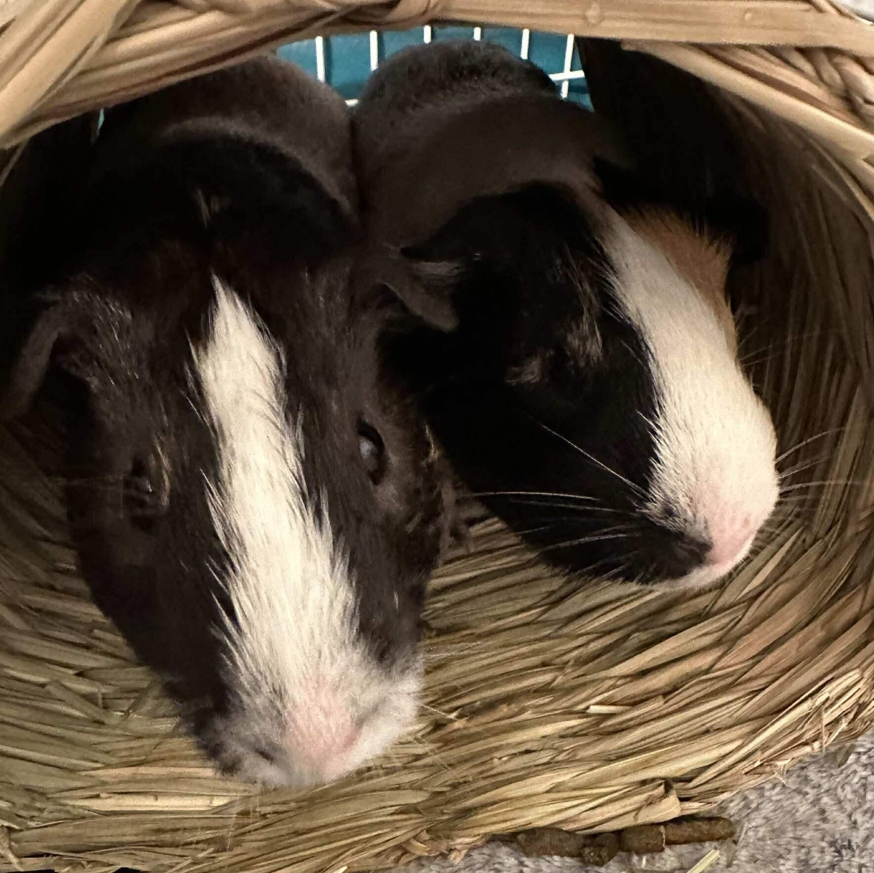 Kid and Play, a Adoptable Guinea Pig in Phoenix, AZ image 5/5