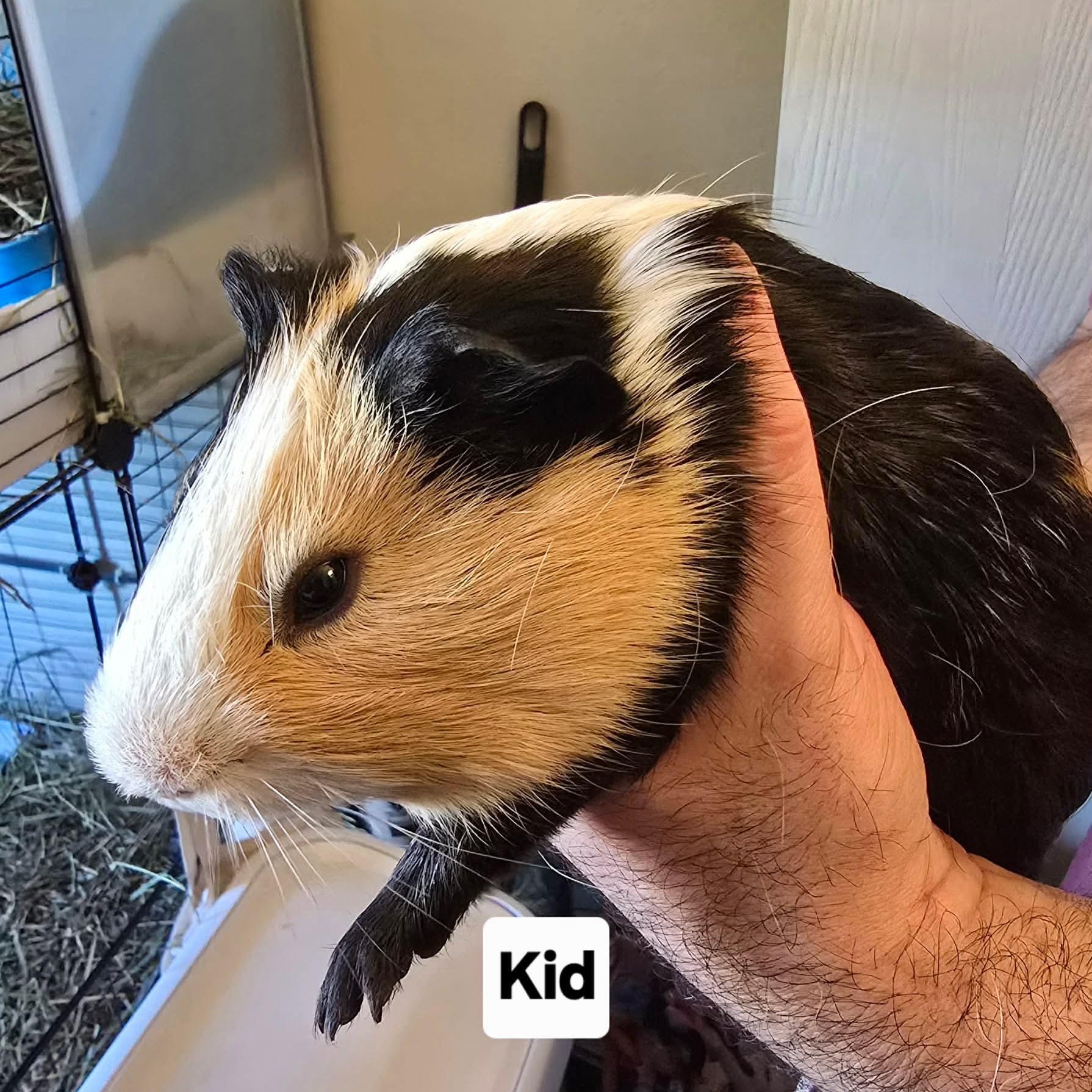 Play and Kid, a Adoptable Guinea Pig in Phoenix, AZ image 2/3
